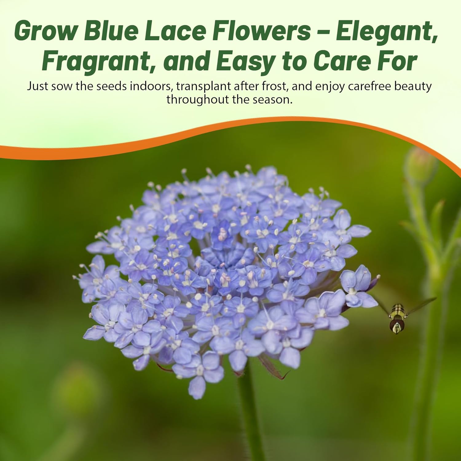 Low Maintenance Blue Lace Flower
