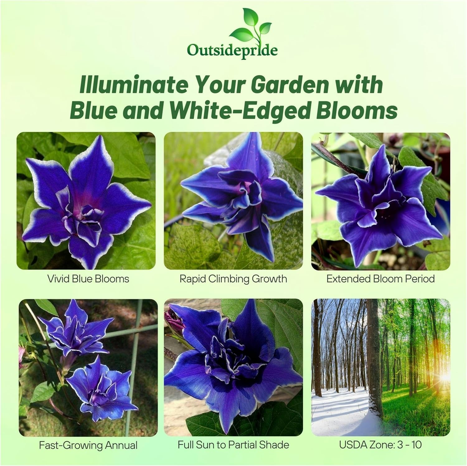 Ipomoea Nil Blue Picotee Blue Picotee Vine