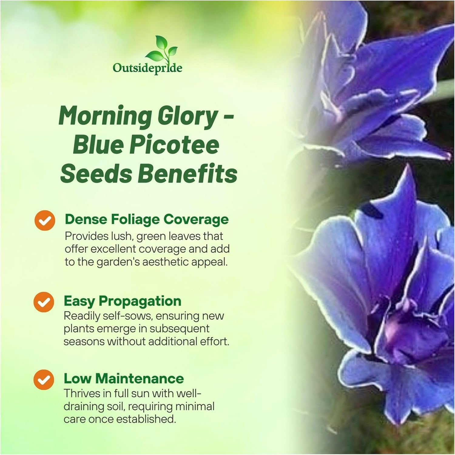 Morning Glory Blue Picotee Flowering Vine