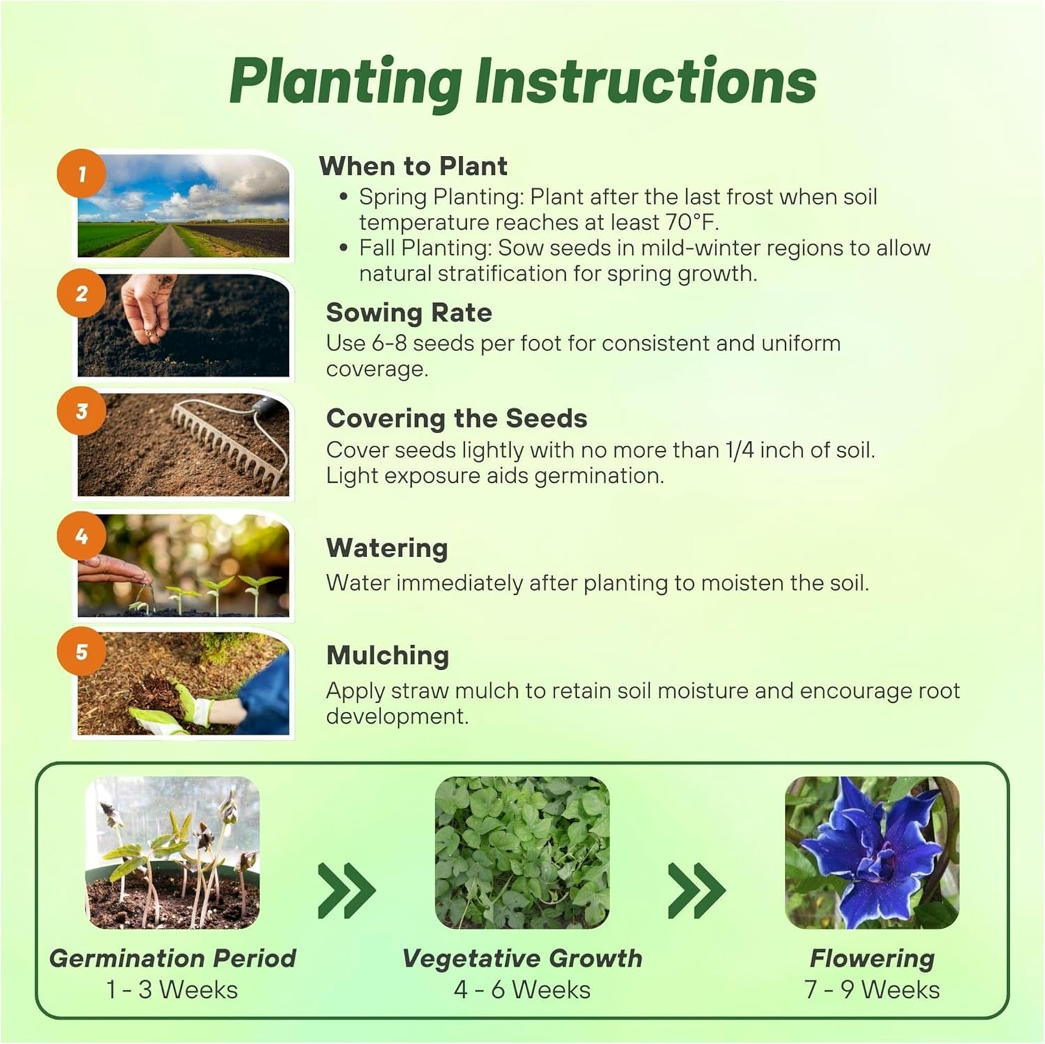 Morning Glory Blue Picotee Planting Directions