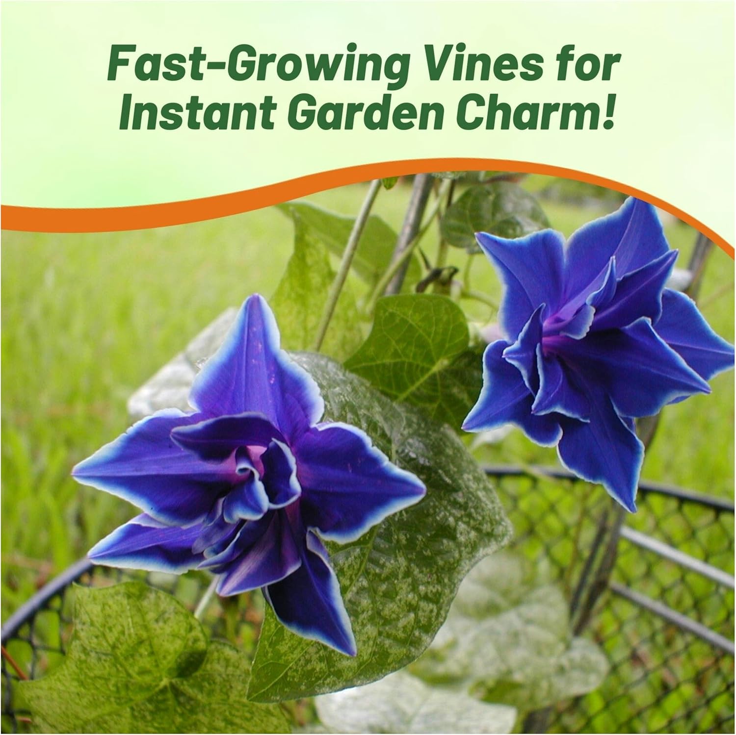 Morning Glory Blue Picotee Seeds
