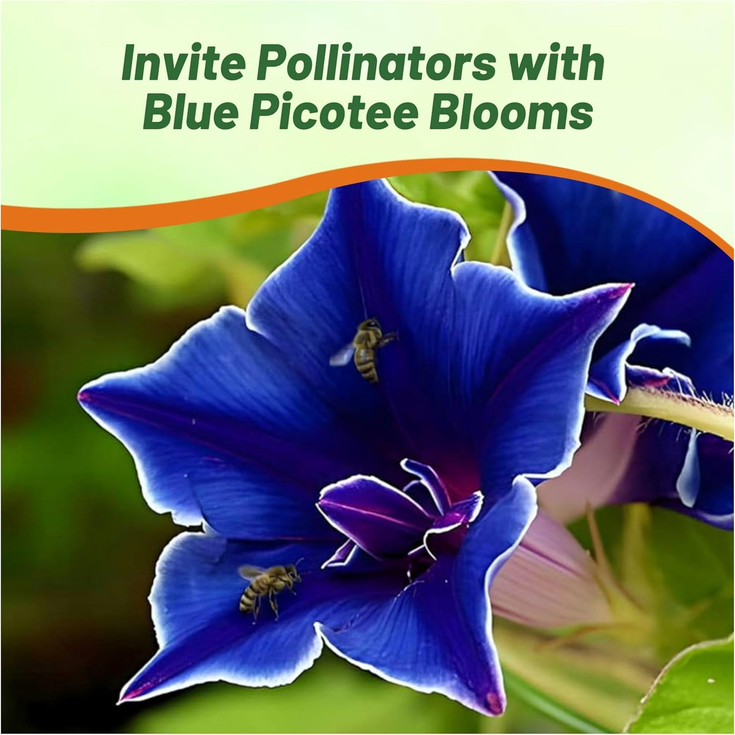 Morning Glory Blue Picotee Flowers