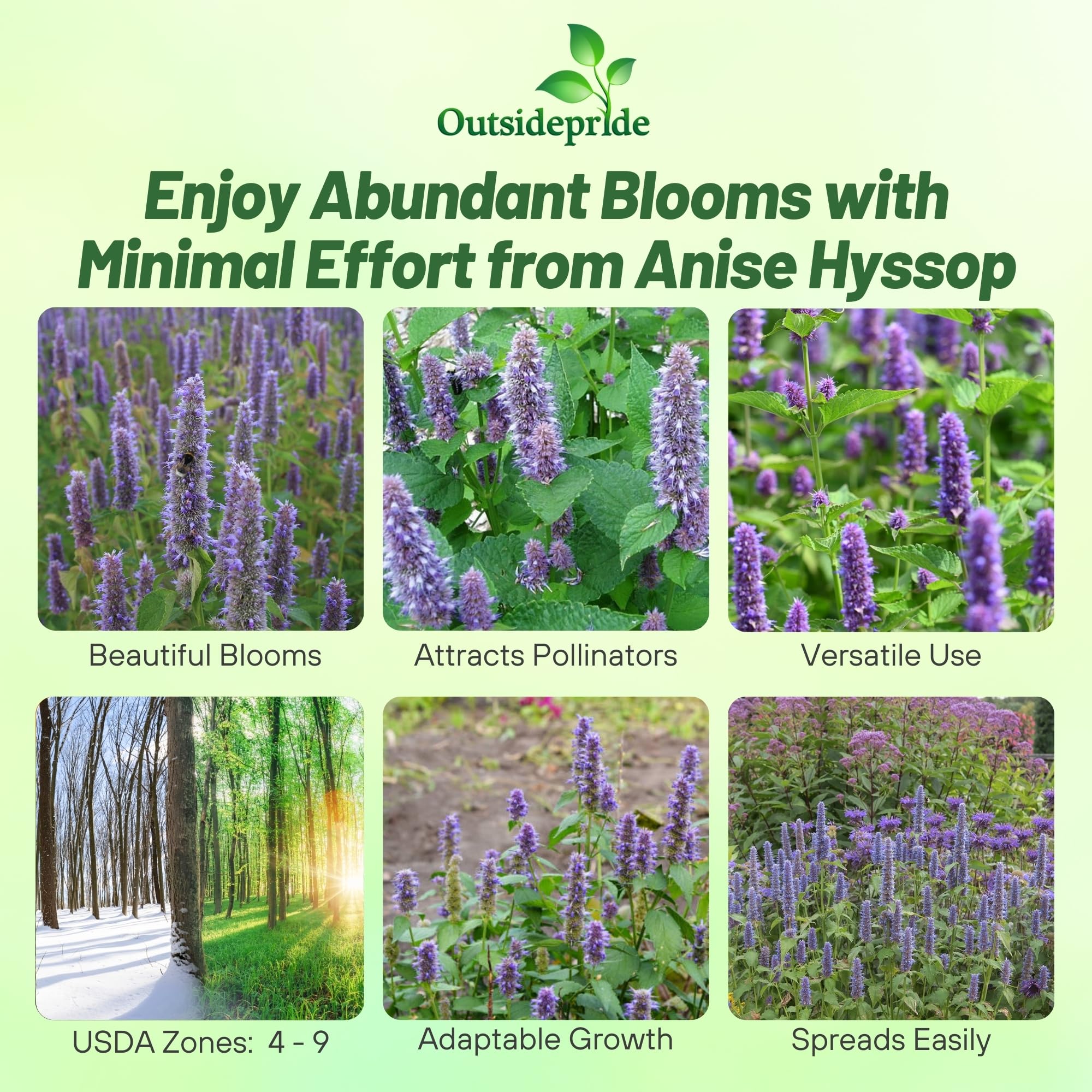 Agastache Foeniculum Blue Spike Flowers