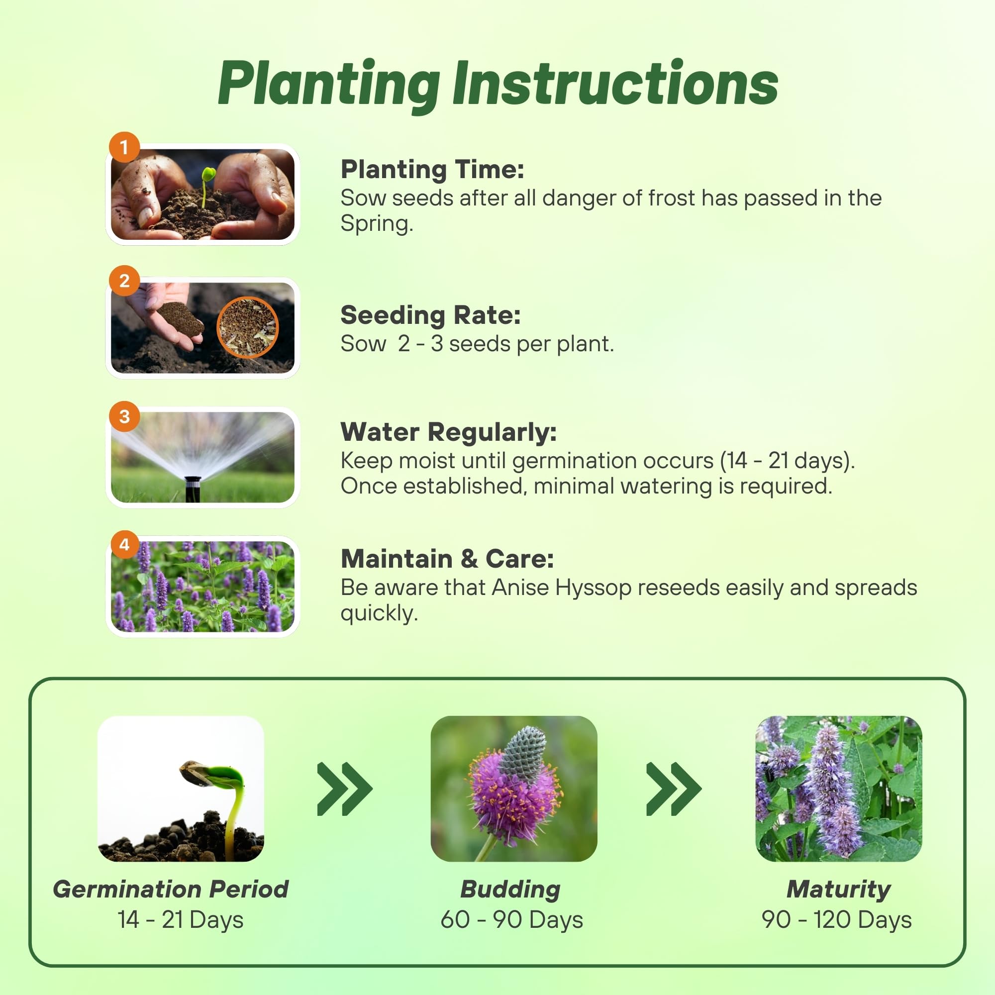 Agastache Blue Spike Container Plant