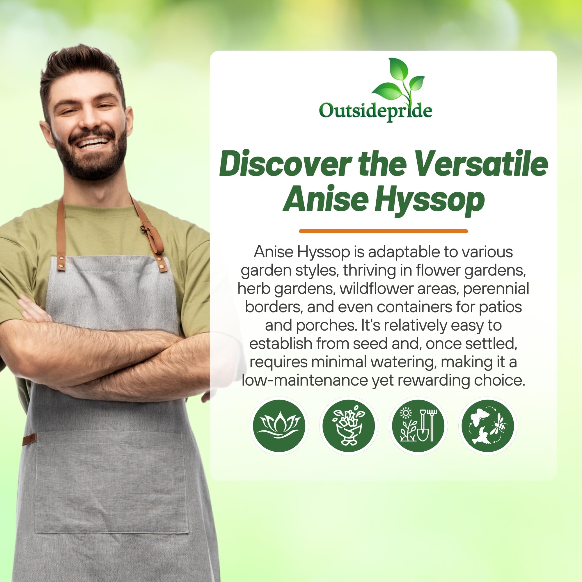 Agastache Foeniculum Blue Spike Planting Directions