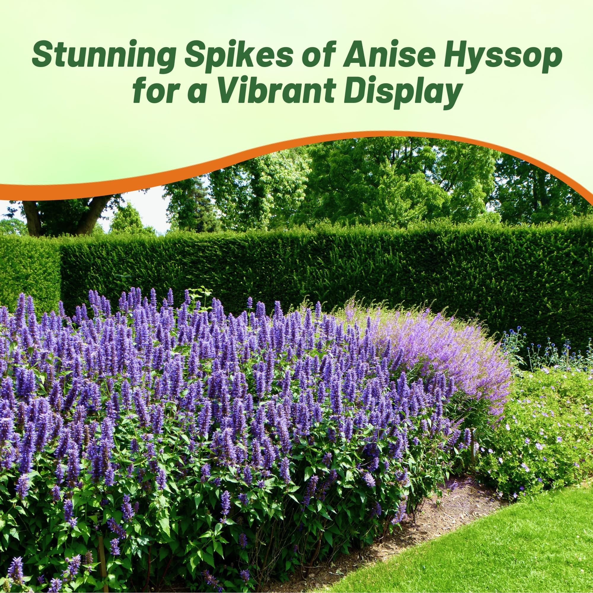 Agastache Foeniculum Blue Spike Pollinator