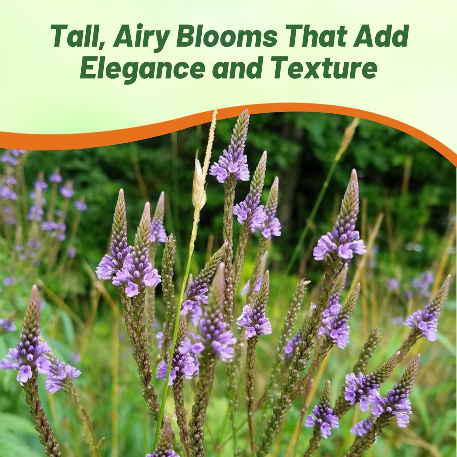 Blue Vervain Seed Packet