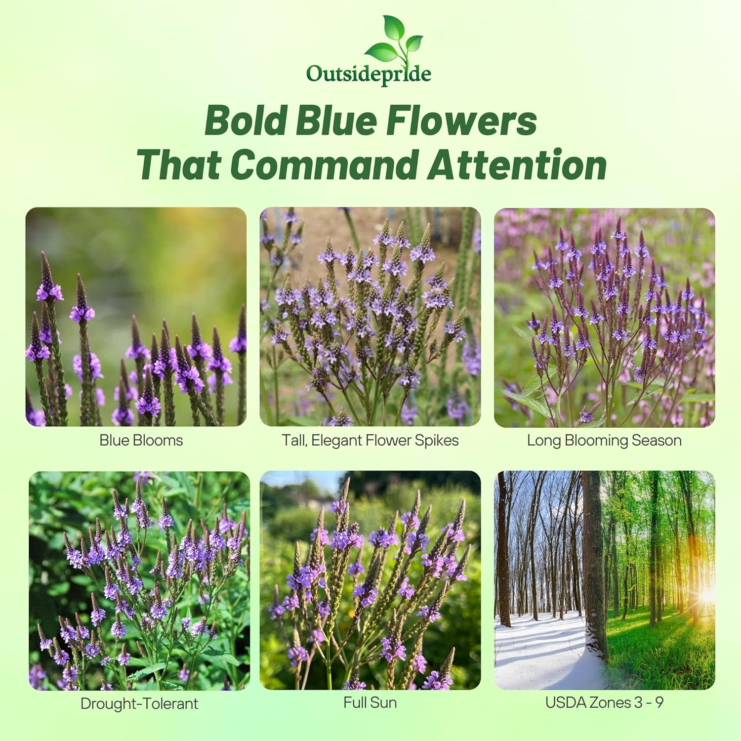 Blue Vervain Pollinating Flowers