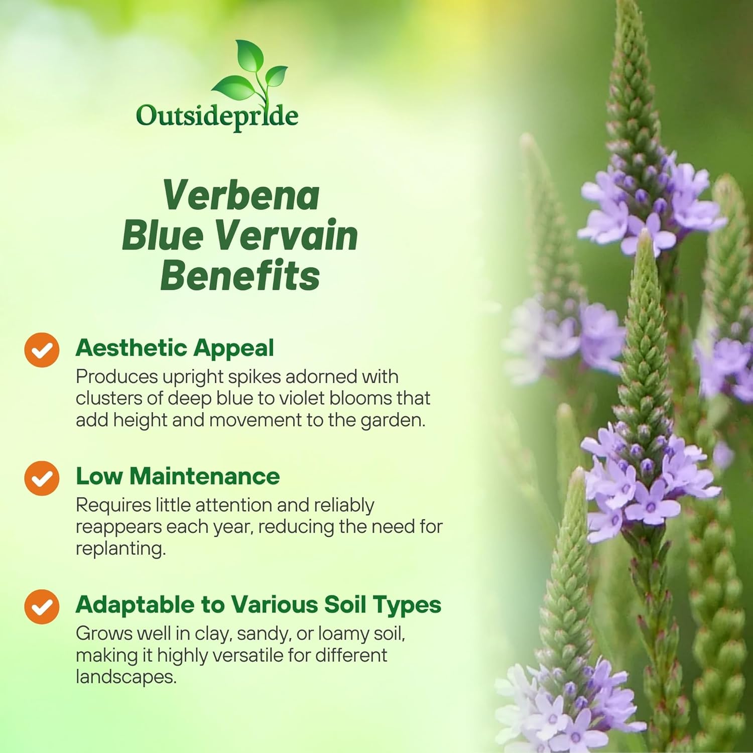 Verbena Hastata Blue Vervain