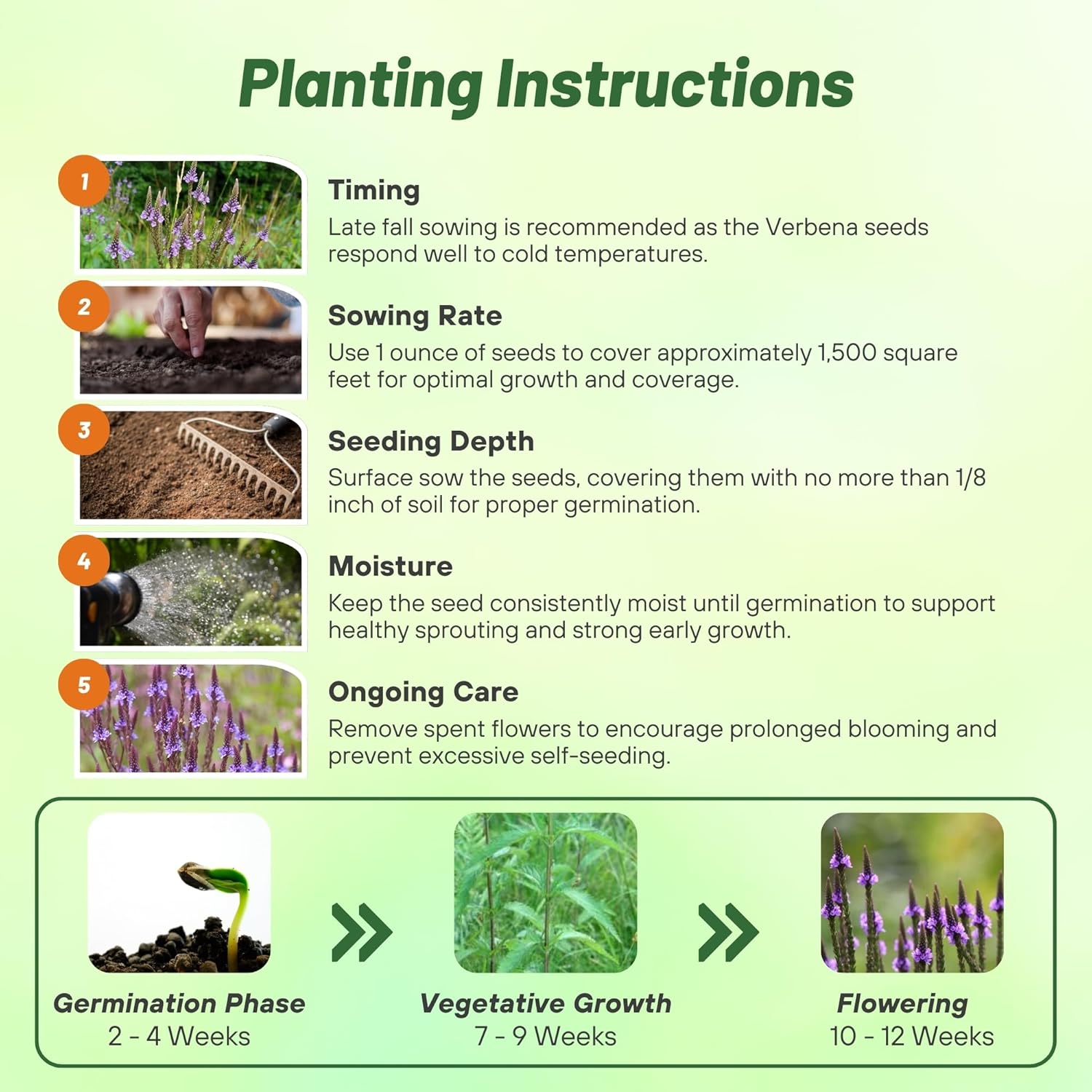 Blue Vervain Planting Directions