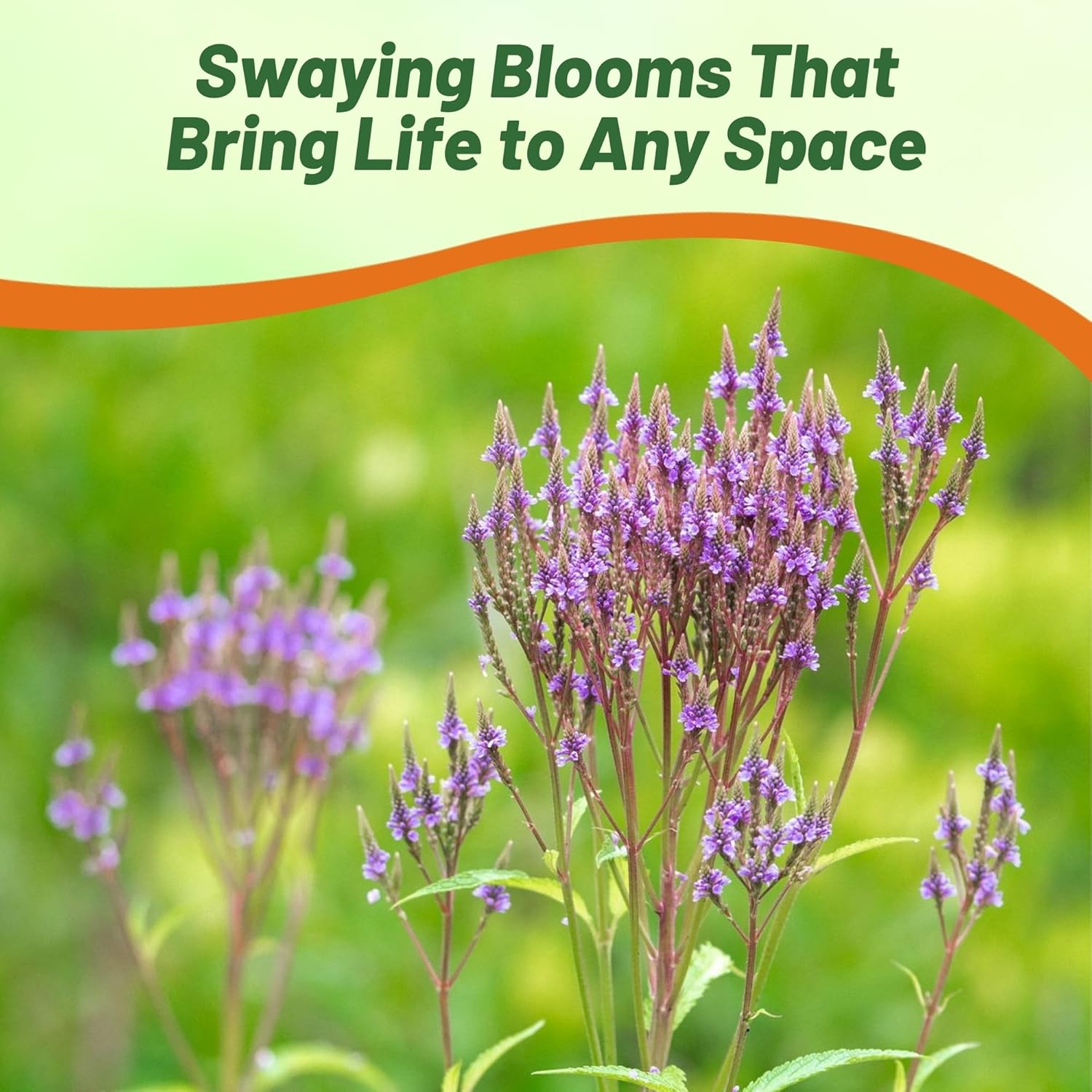 Blue Vervain Flower Garden Seed
