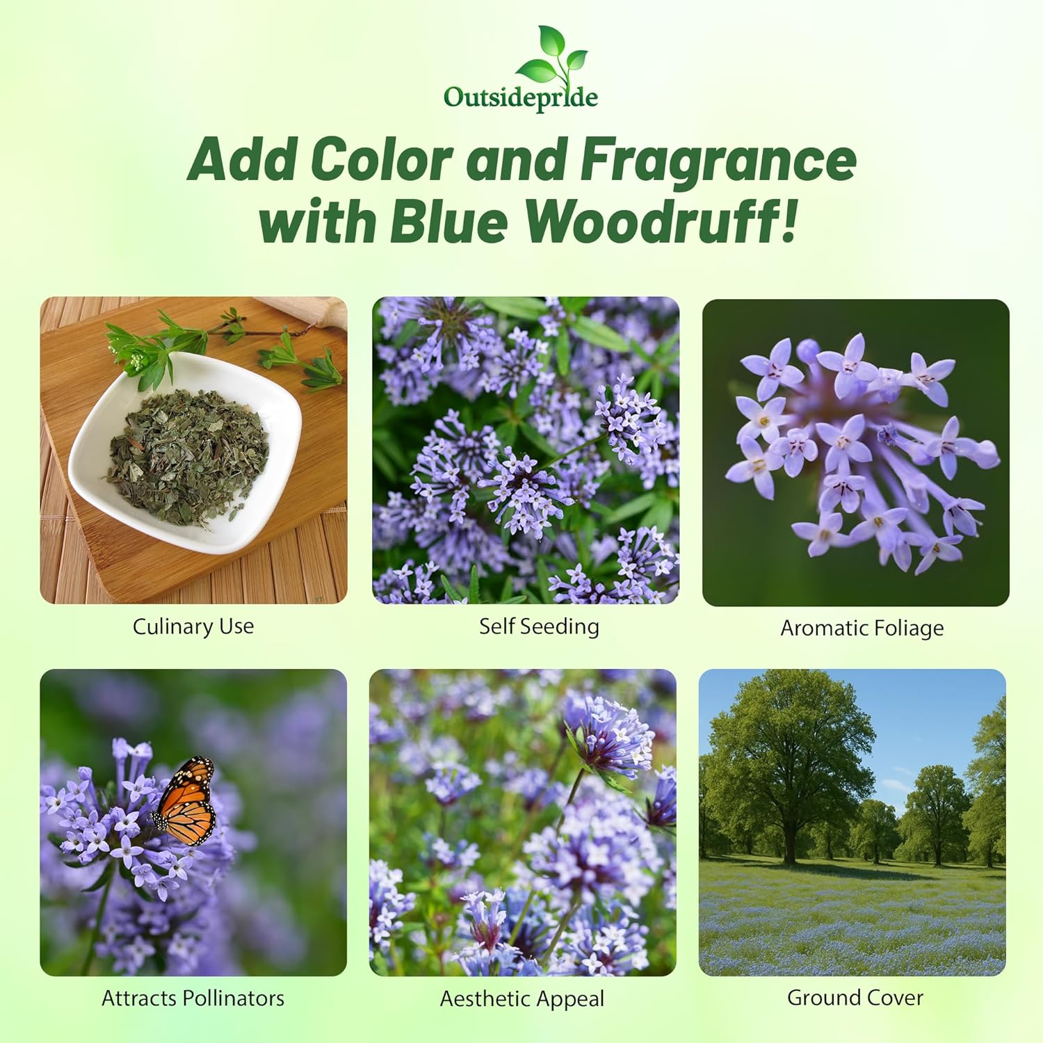 Asperula Orientalis Blue Woodruff