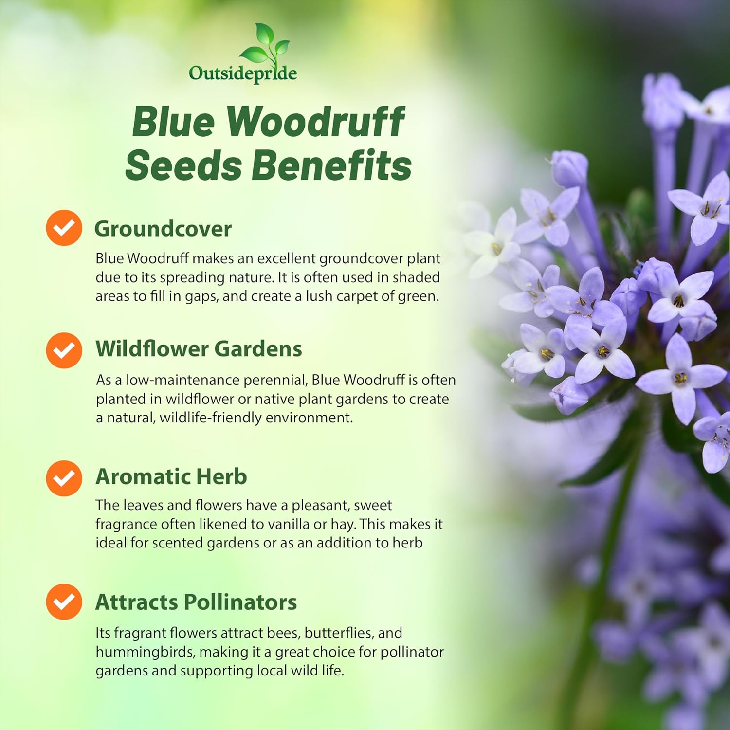 Blue Woodruff Herb Garden