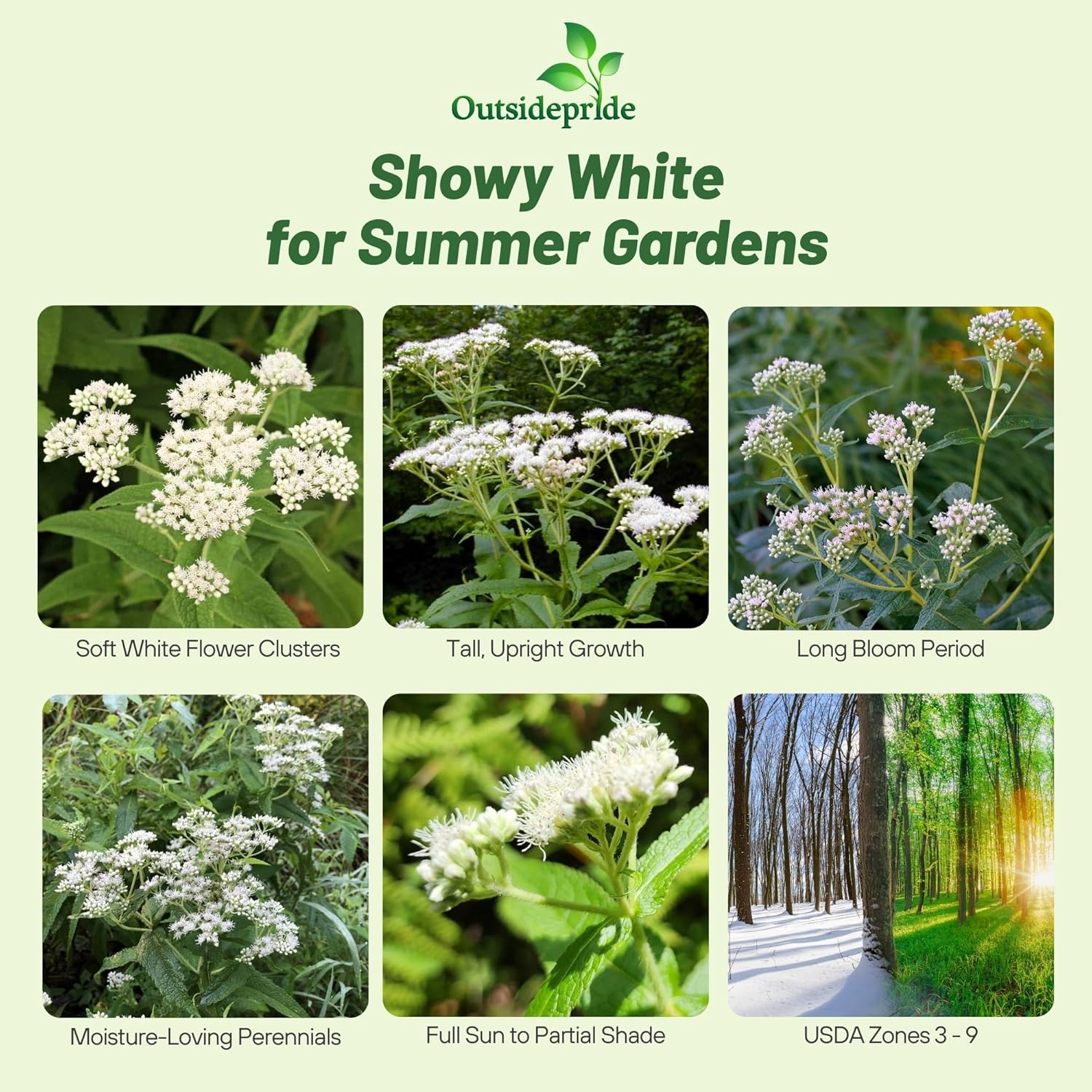 Boneset Native Flowering Plant