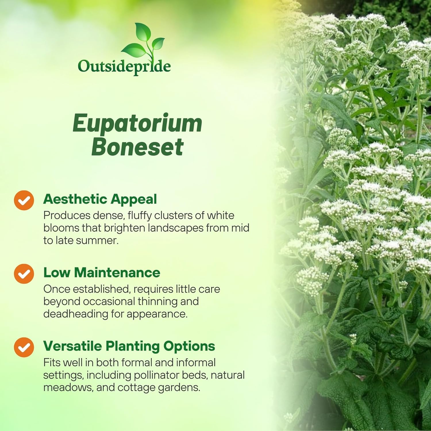 Boneset White Flower Garden