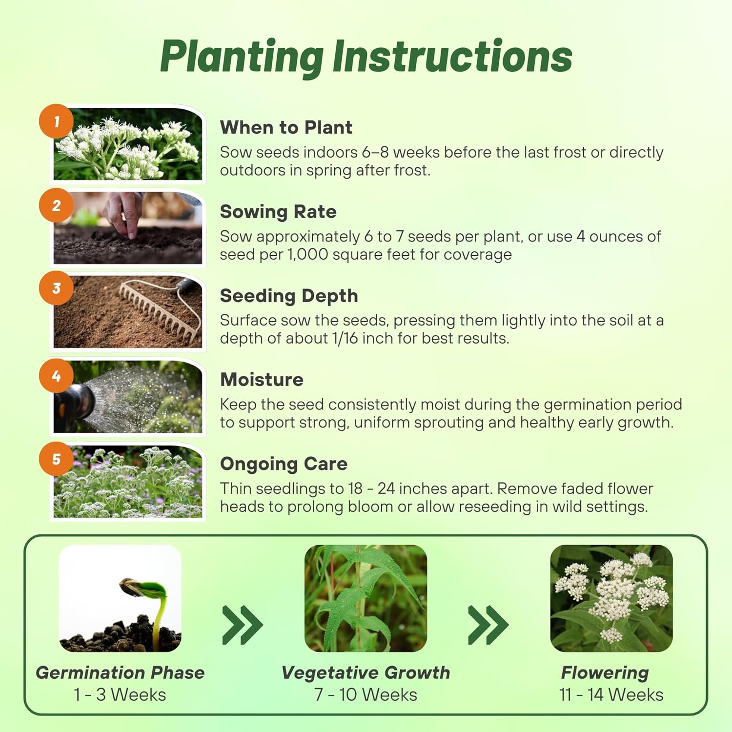 Boneset Seed Planting Directions