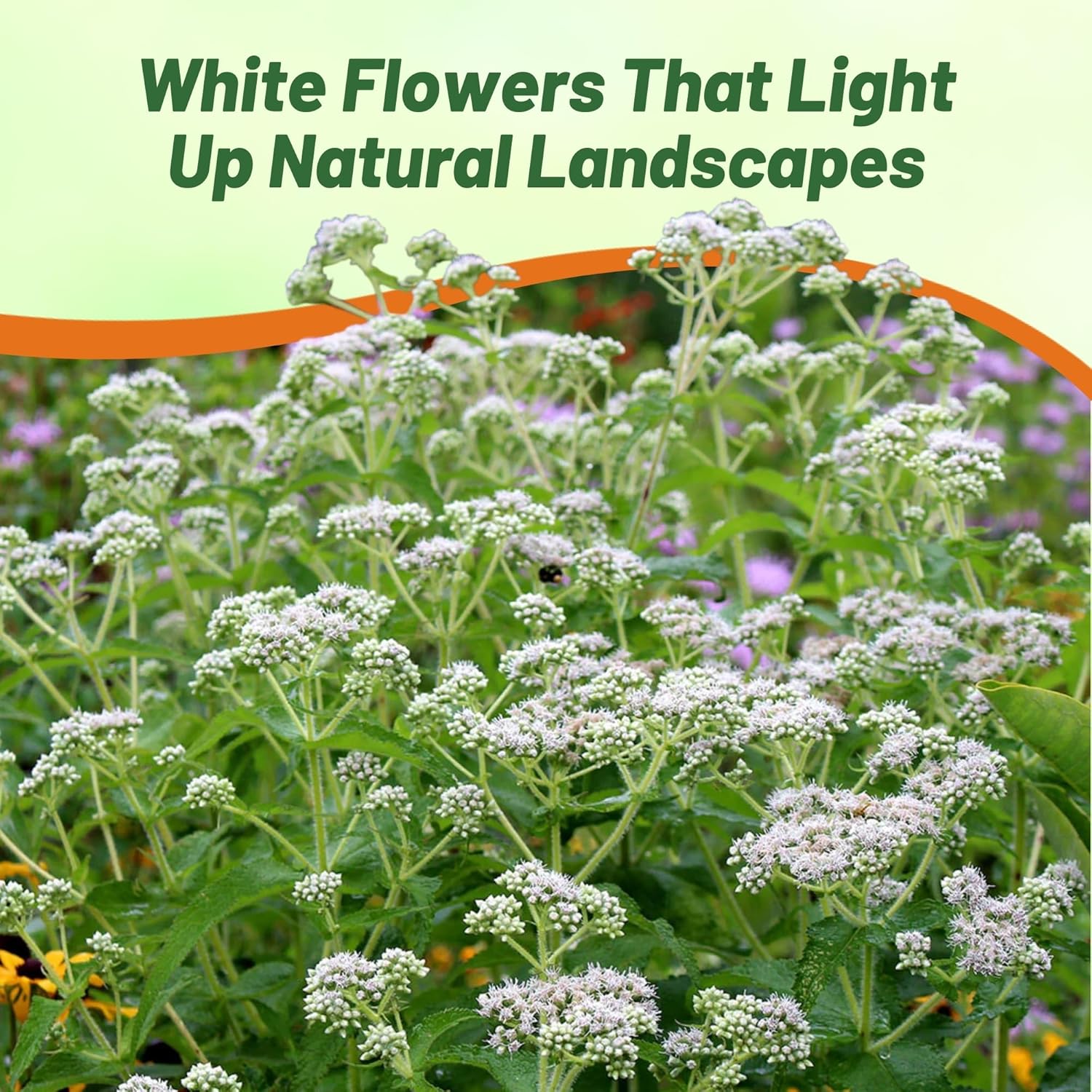 Boneset Pollinating Flowers Bees and Butterflies