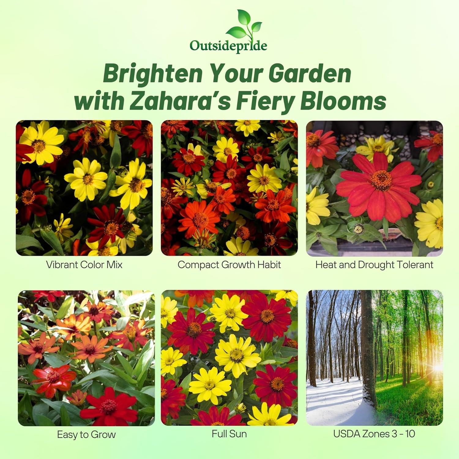Zinnia Bonfire Garden Mix