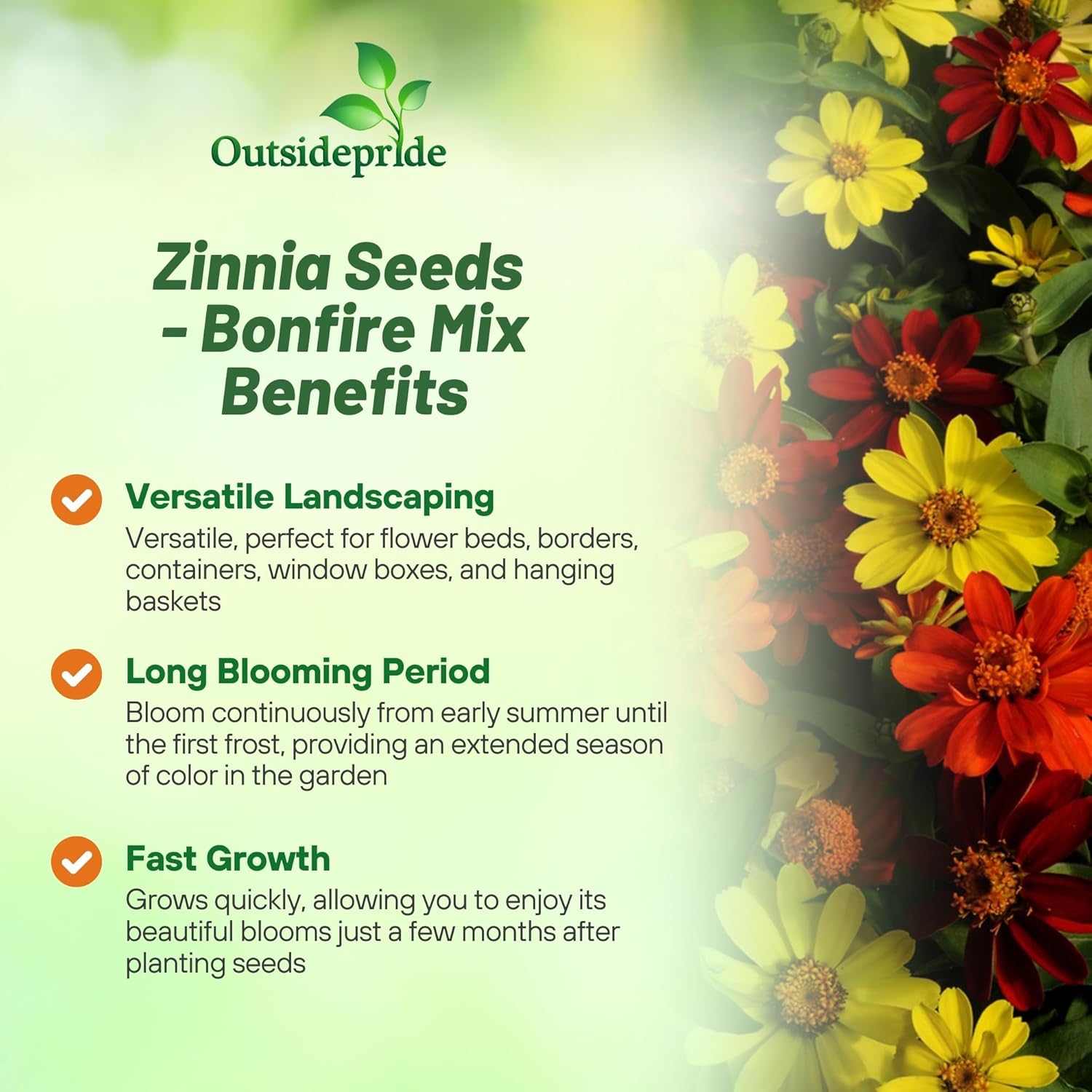 Zinnia Bonfire Planting Directions