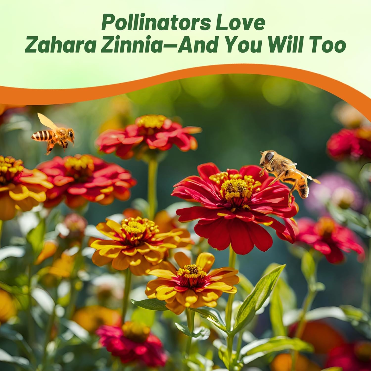 Zinnia Bonfire Seed Mix