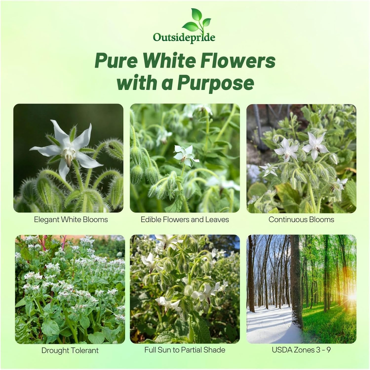 Drought Tolerant Borage White Herb Seed