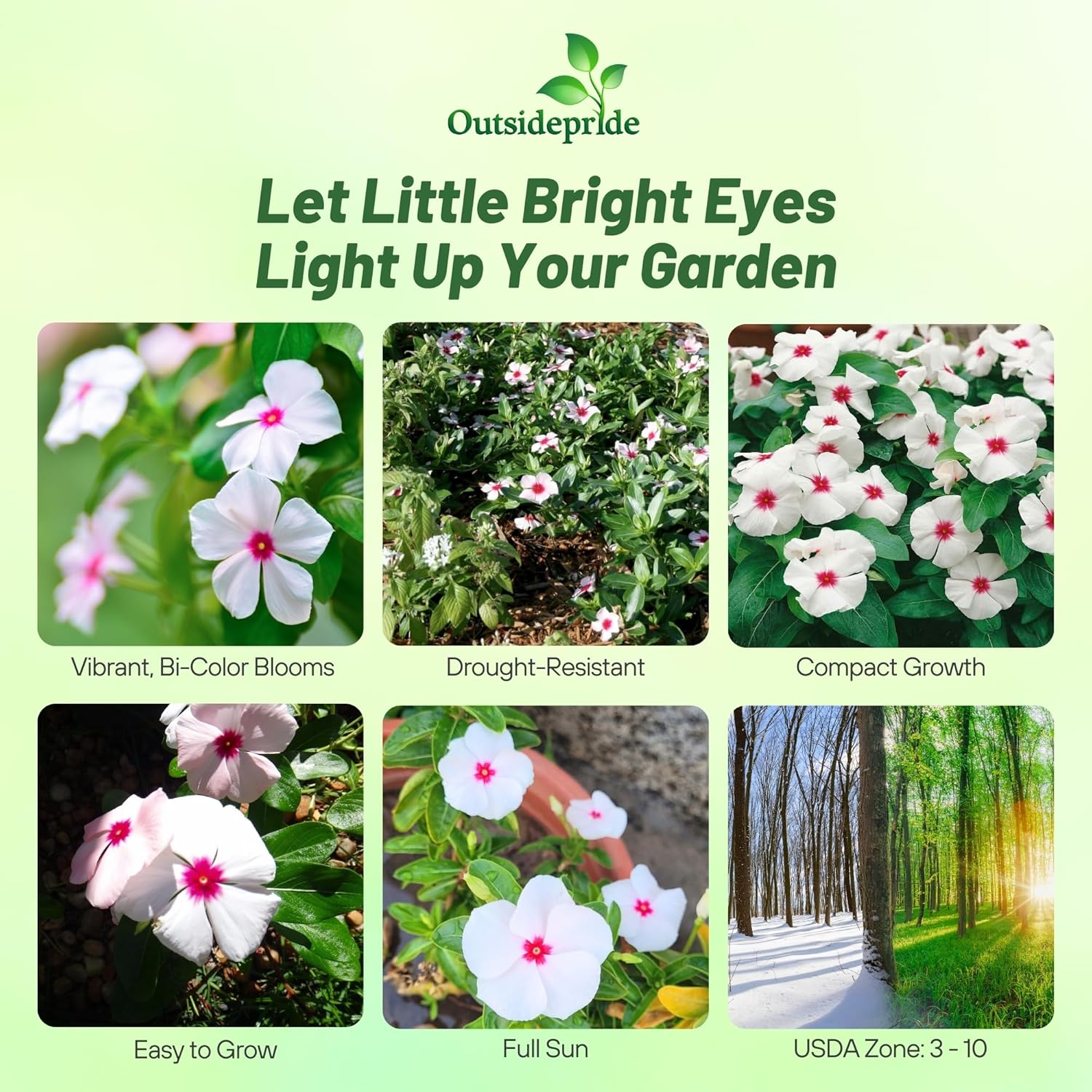 Vinca Bright Eyes Sreading Ground Cover