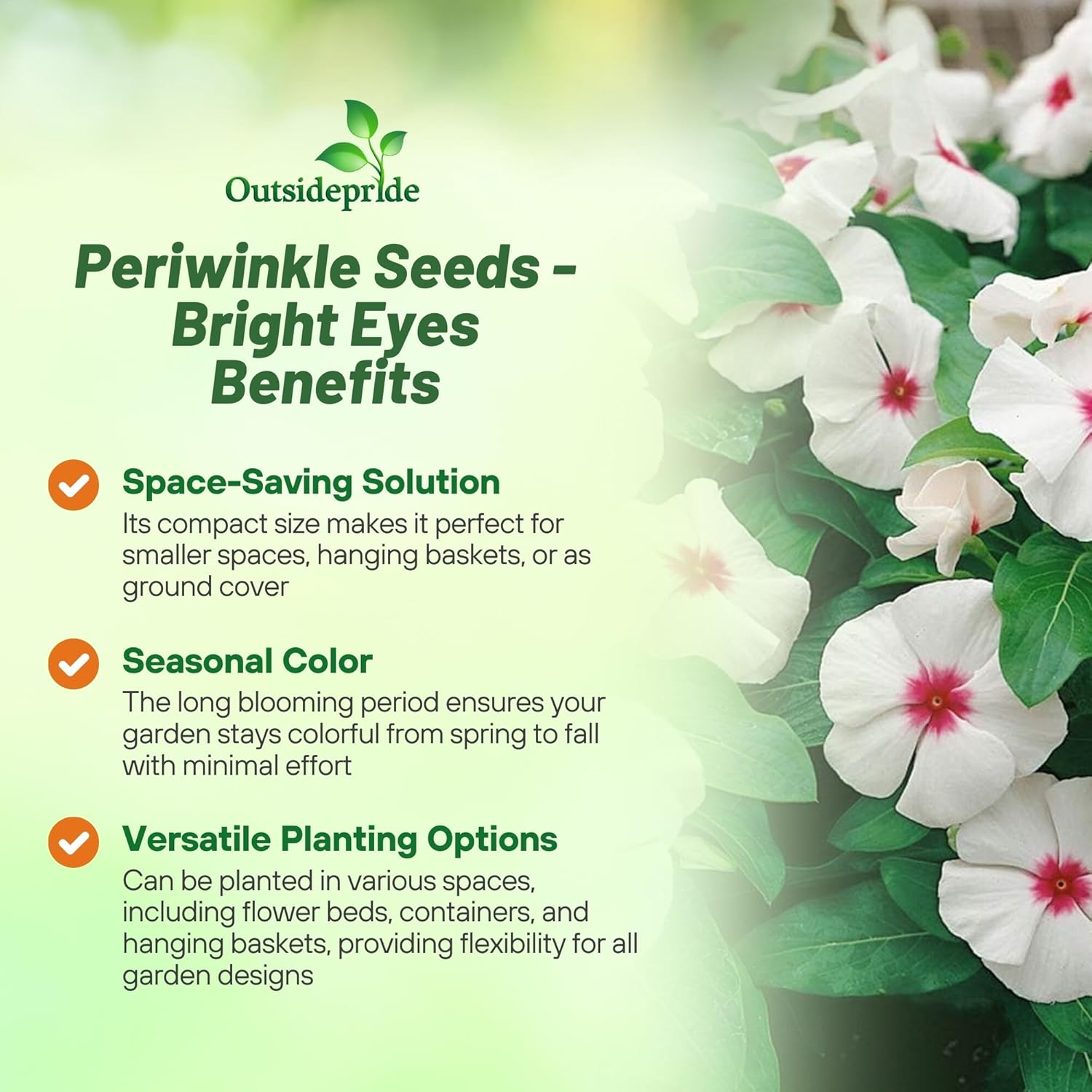 Periwinkle Bright Eyes Low Growing Ground Cover