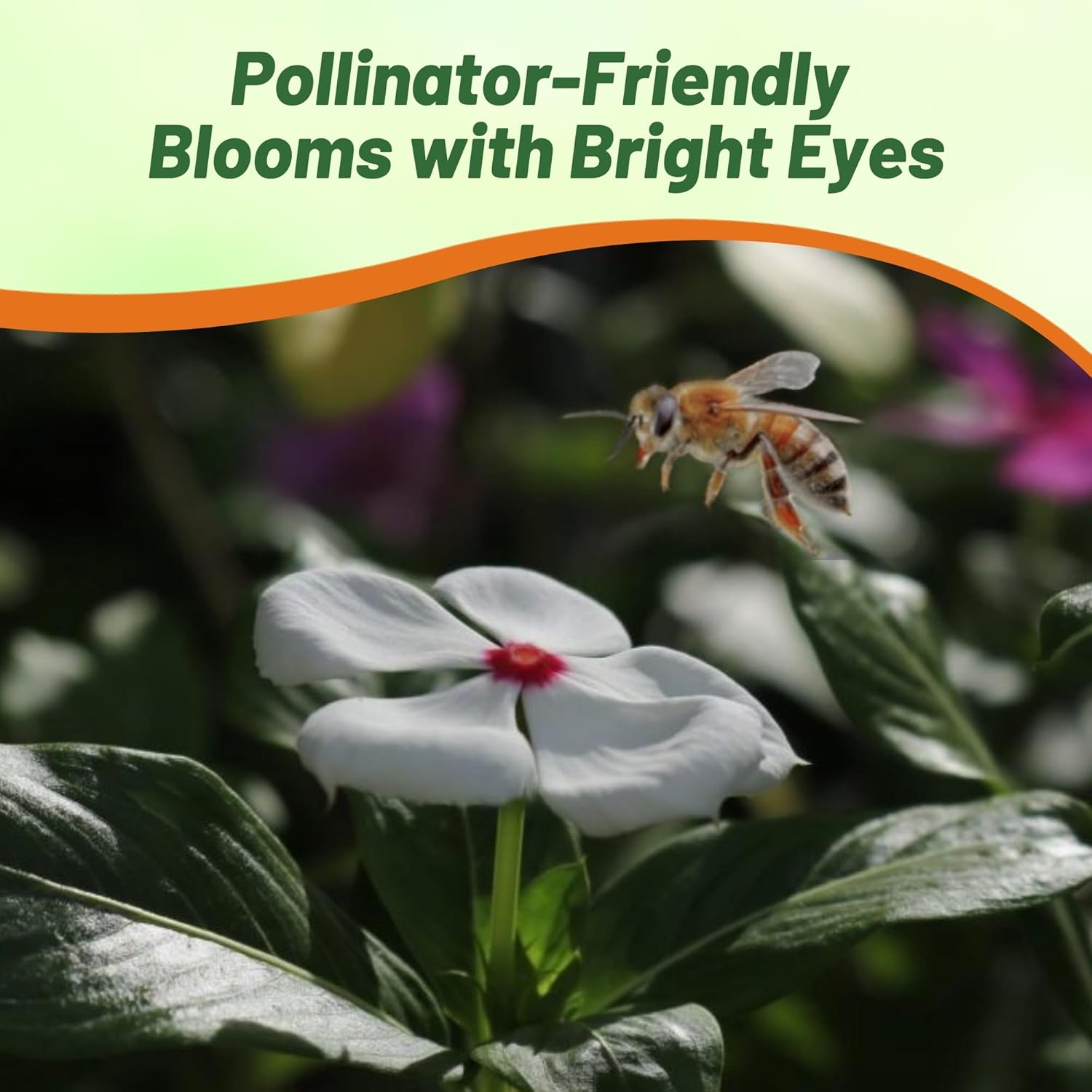 Periwinkle Bright Eyes Shade Tolerant Ground Cover
