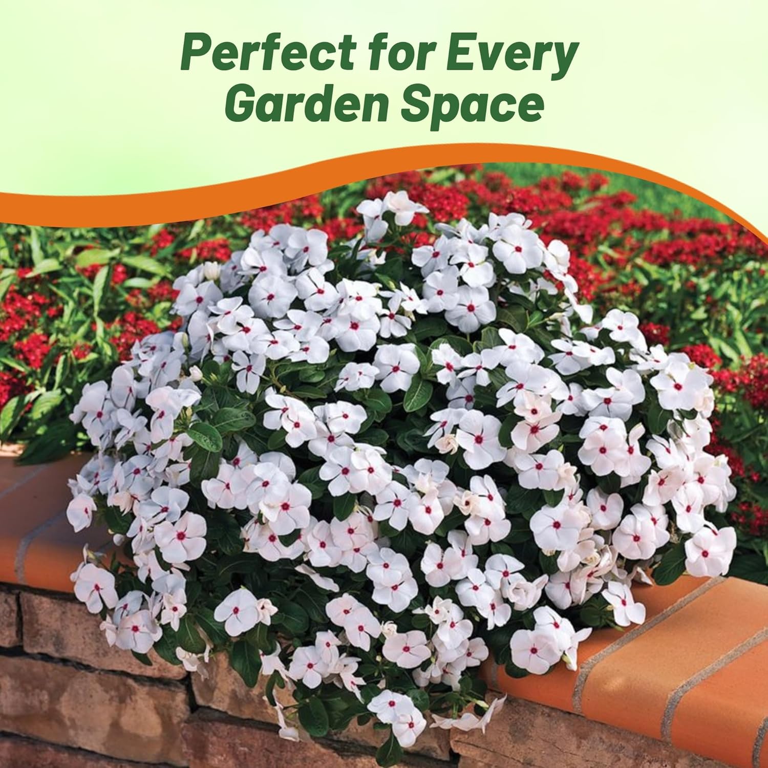 Vinca Bright Eyes Flowering Ground Cover Plants