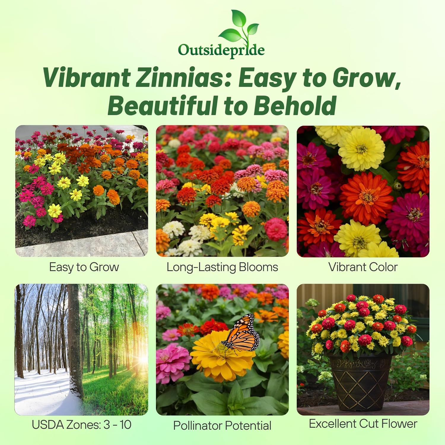Zinnia Zahara Double Brilliant Planting Directions