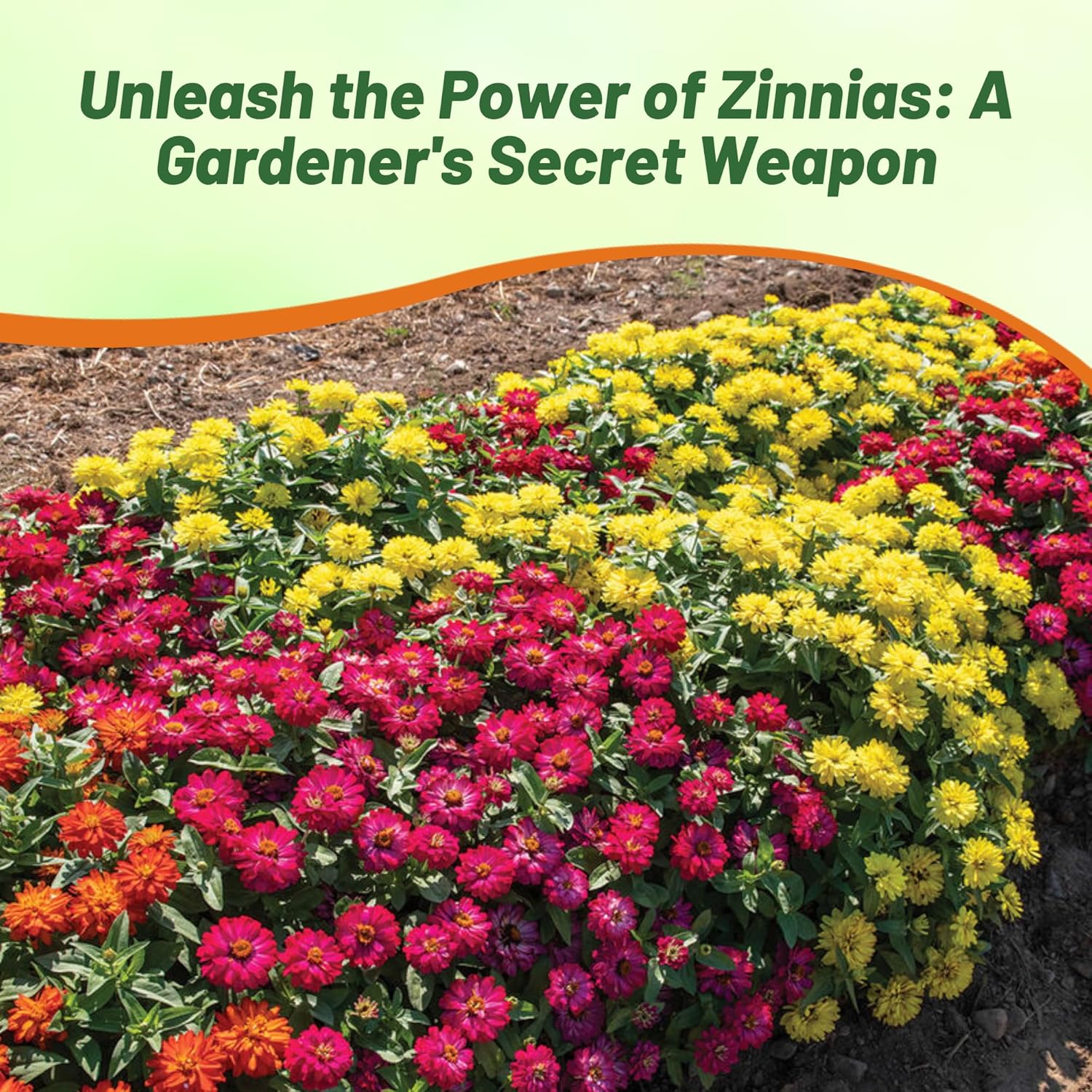 Zinnia Zahara Double Brilliant Flower Bed