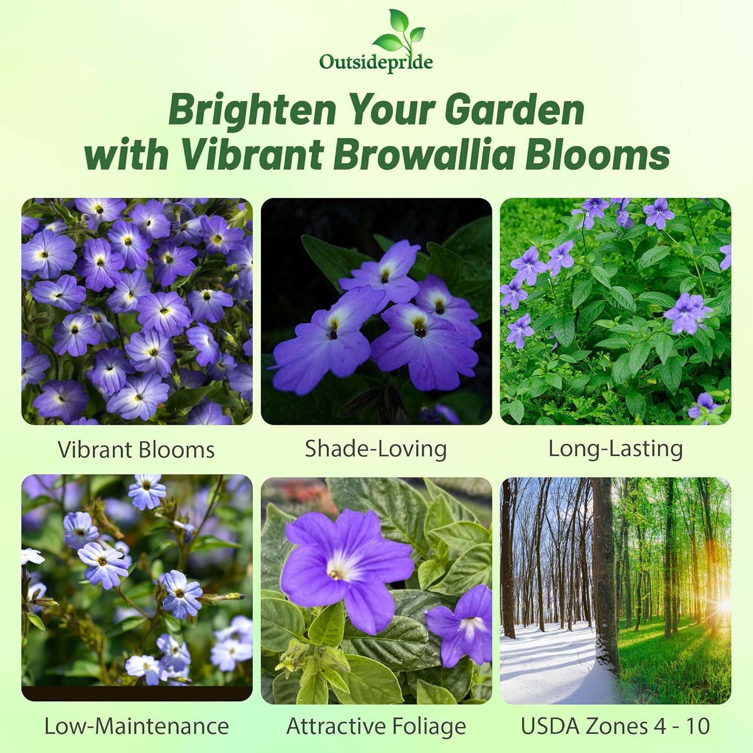 Browallia Summer Flowering Plant