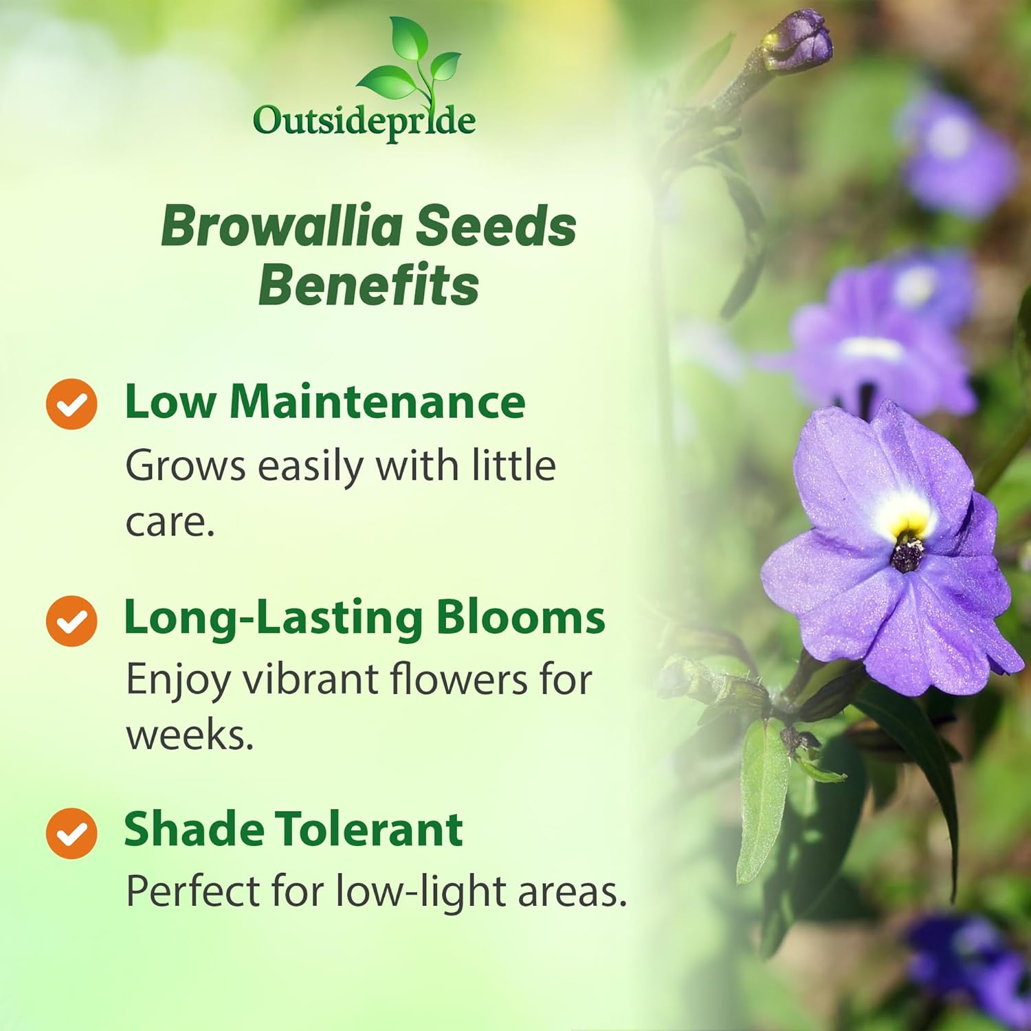 Browallia Blue Flower Garden