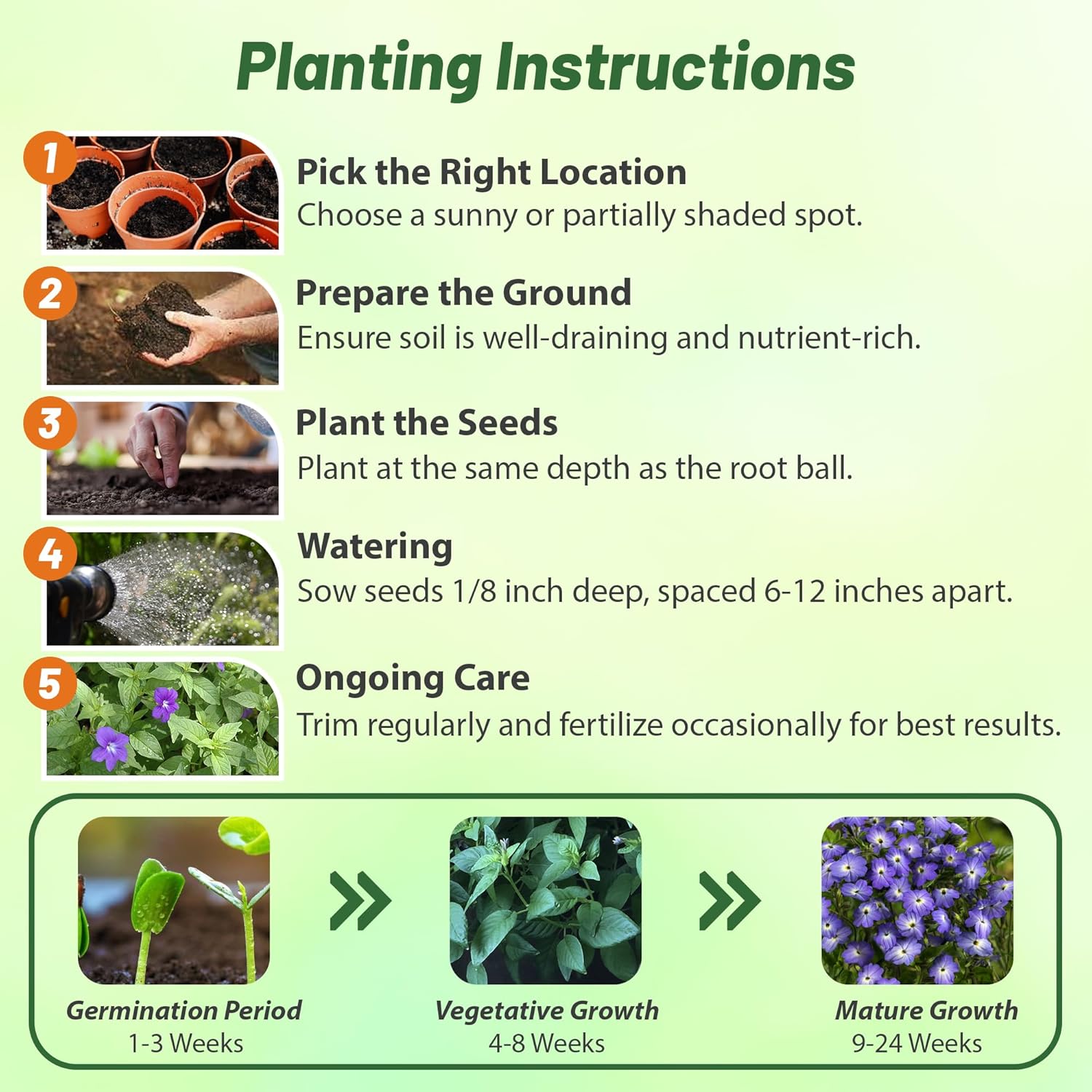 Browallia Seed Planting Directions