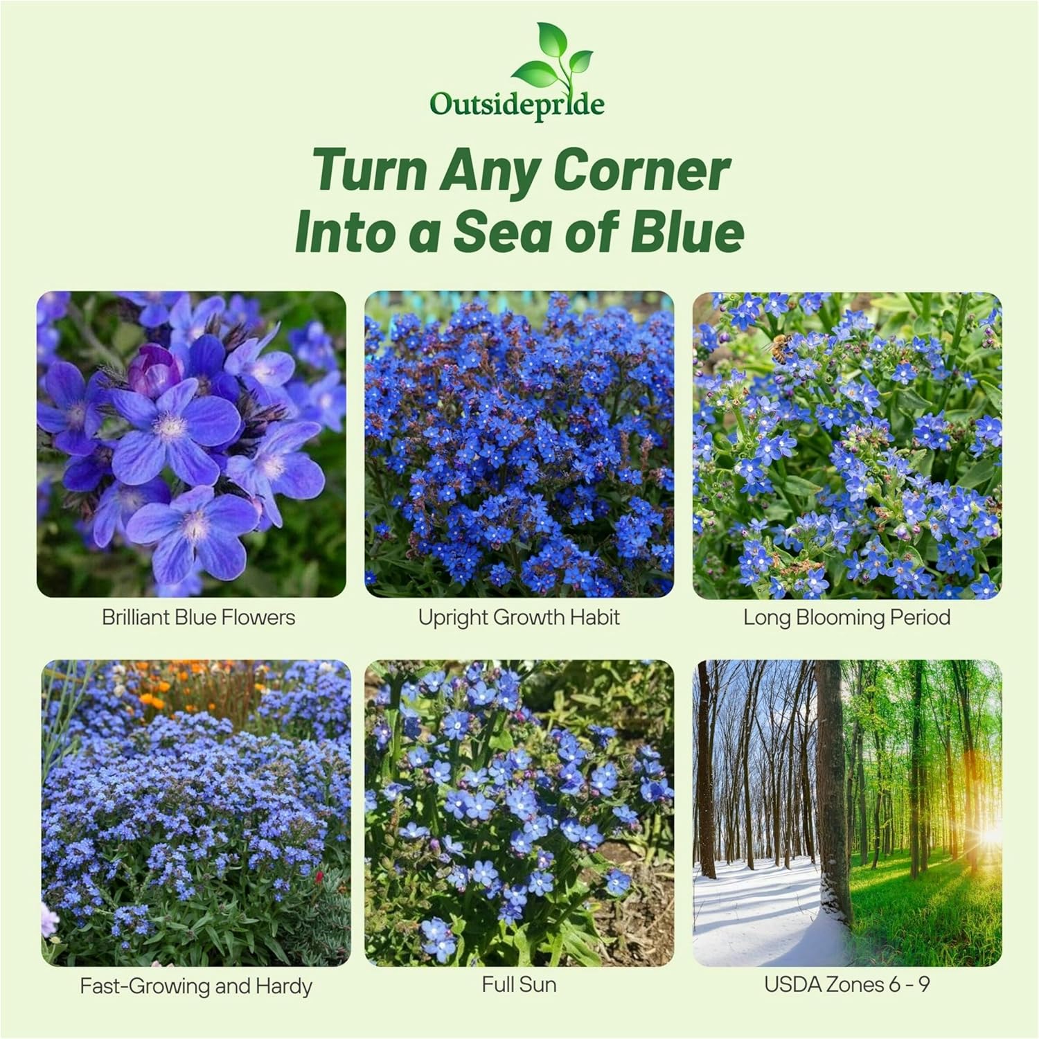 Anchusa Capensis Blue Angel Bugloss