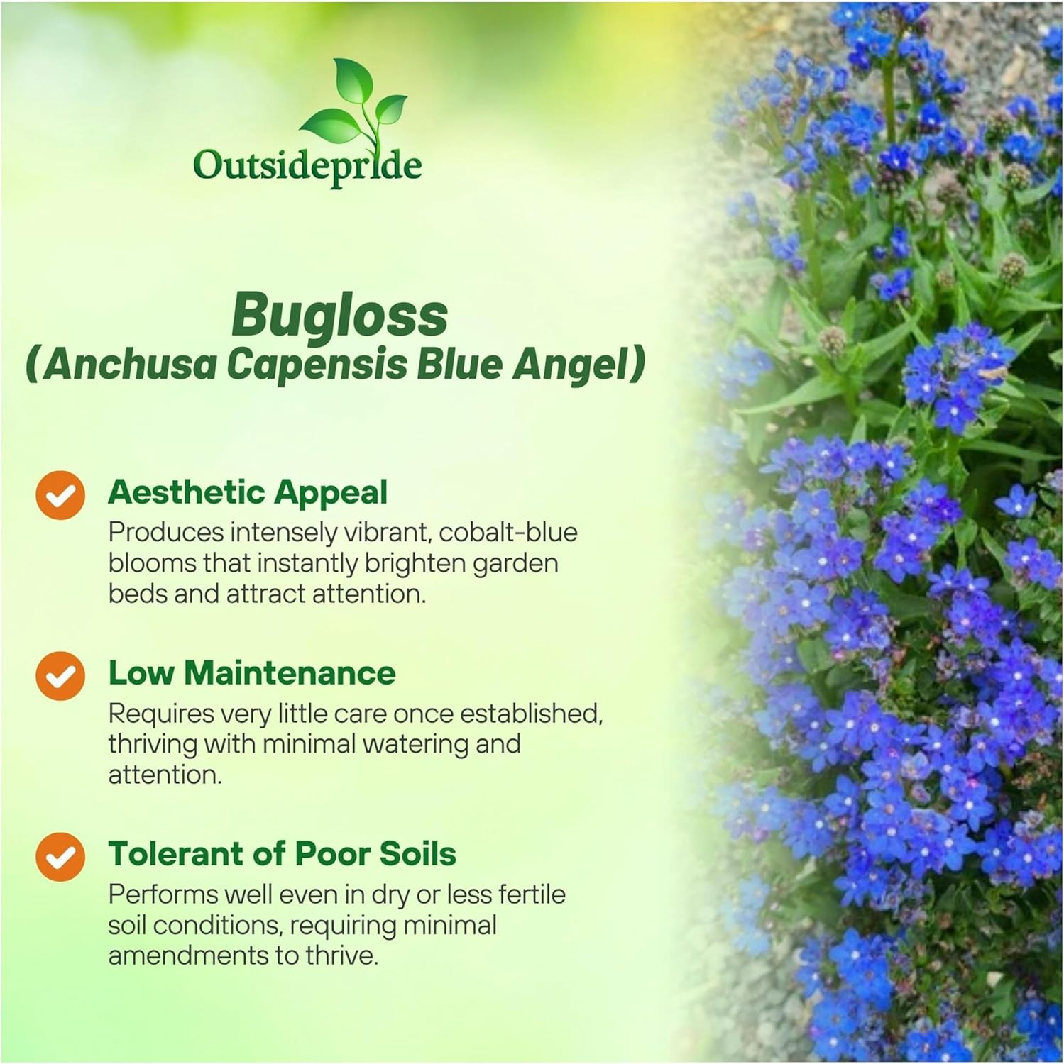 Bugloss Blue Flower Garden