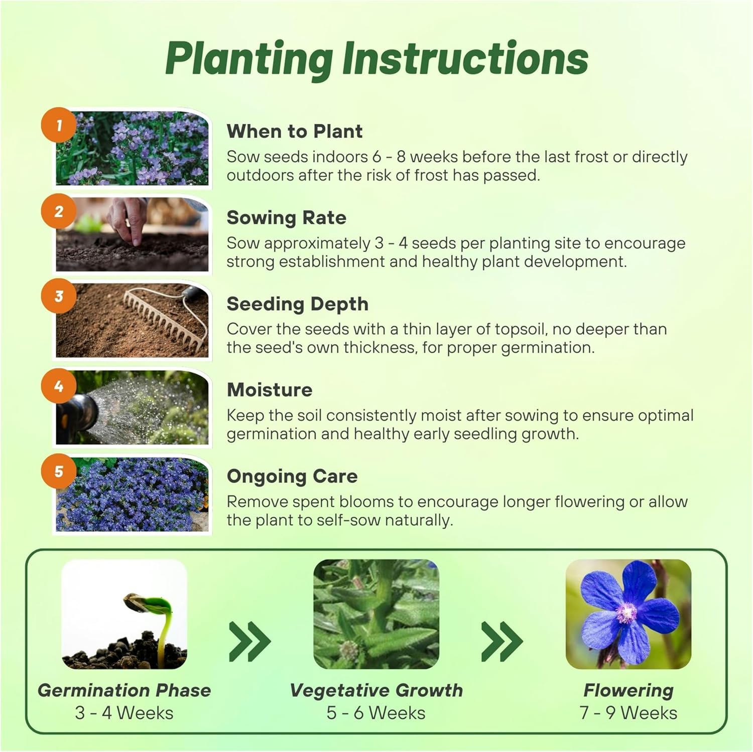 Bugloss Seed Planting Directions