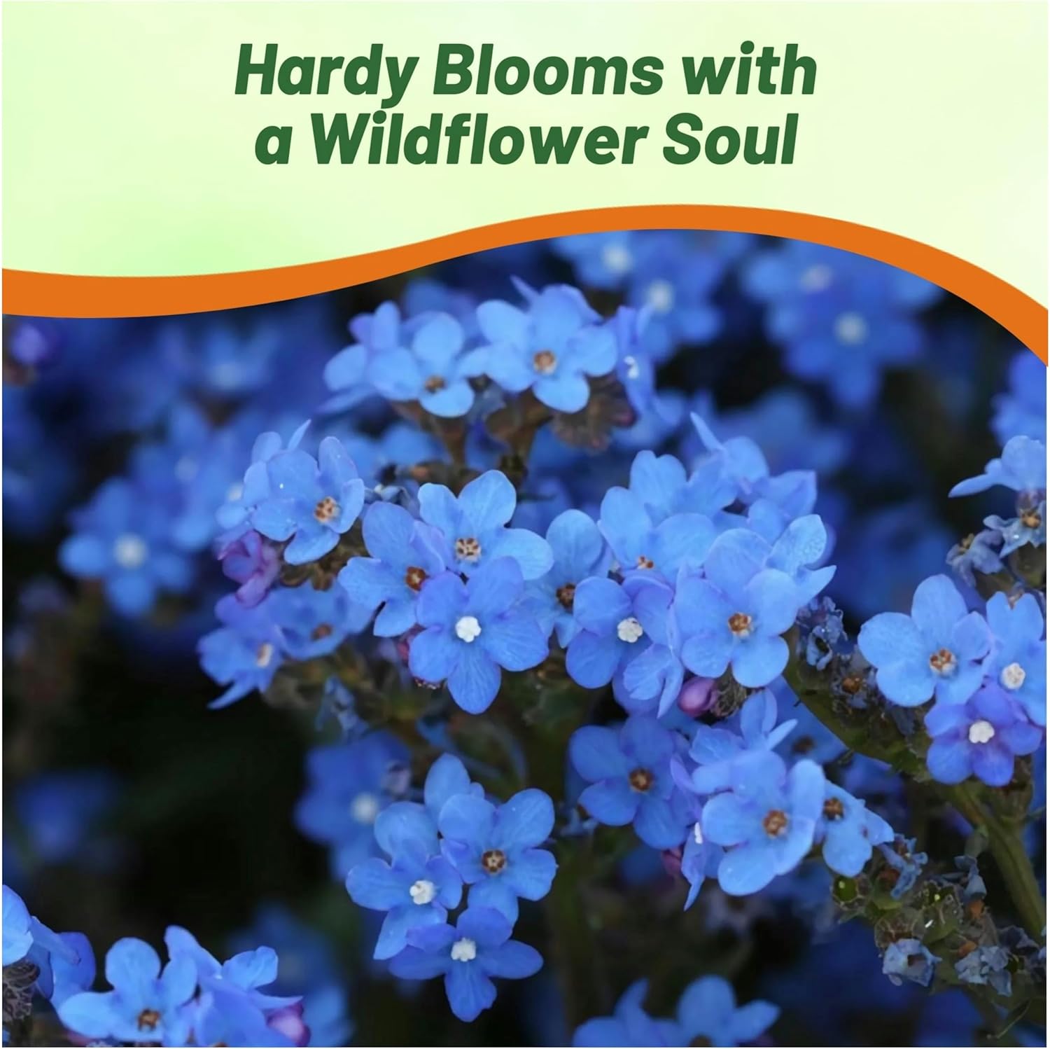 Bugloss Bushy Plants For Borders