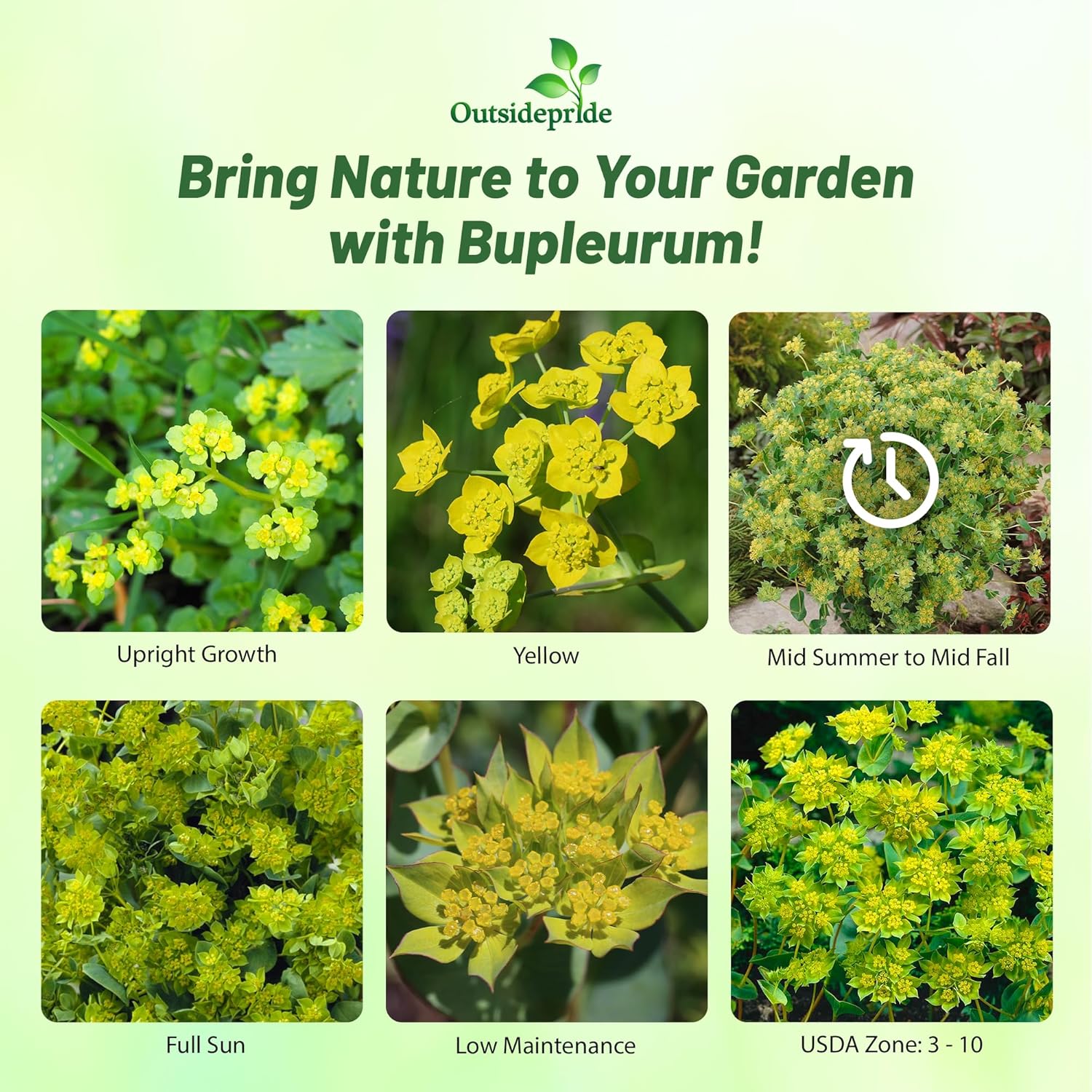 Bupleurum Rotundifolium Griffithii