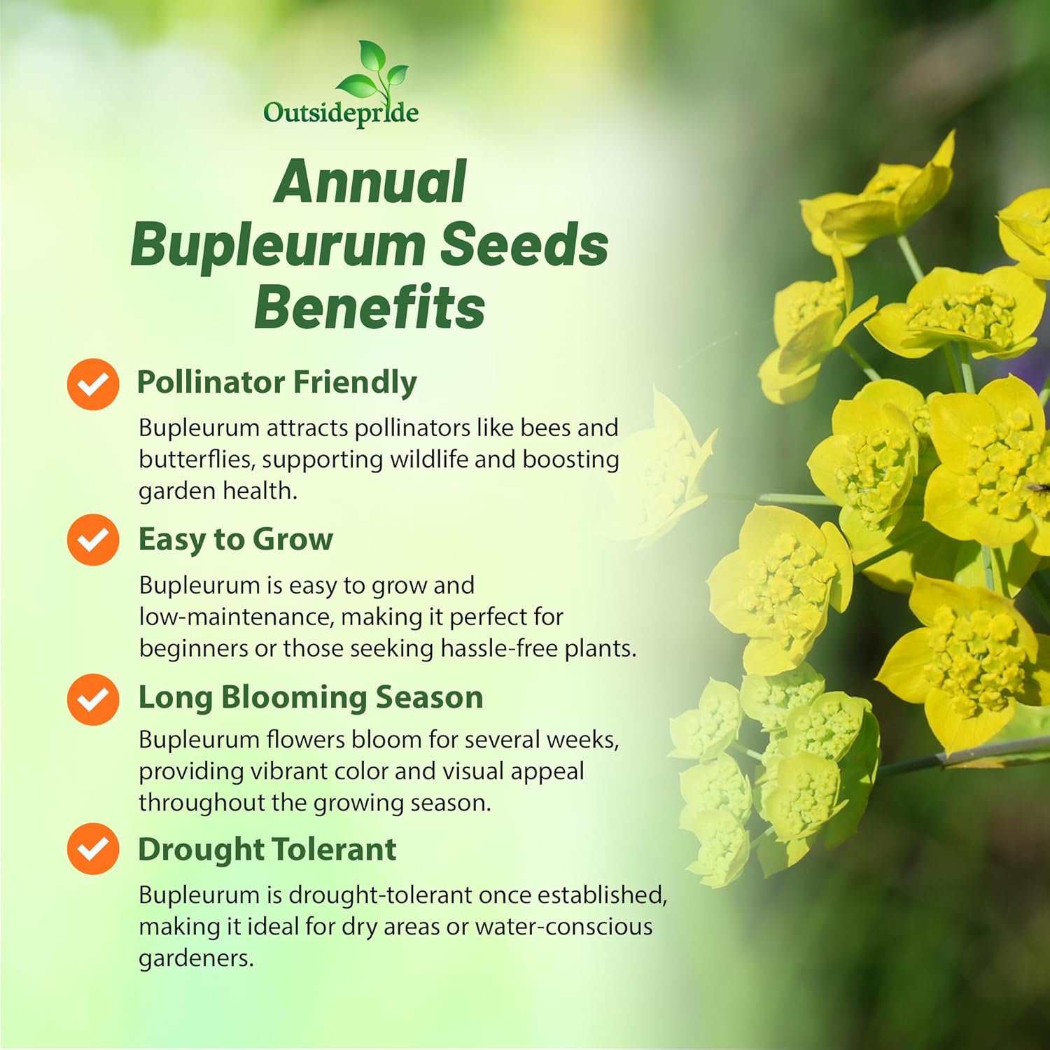 Bupleurum Hare's Ear Flower Garden
