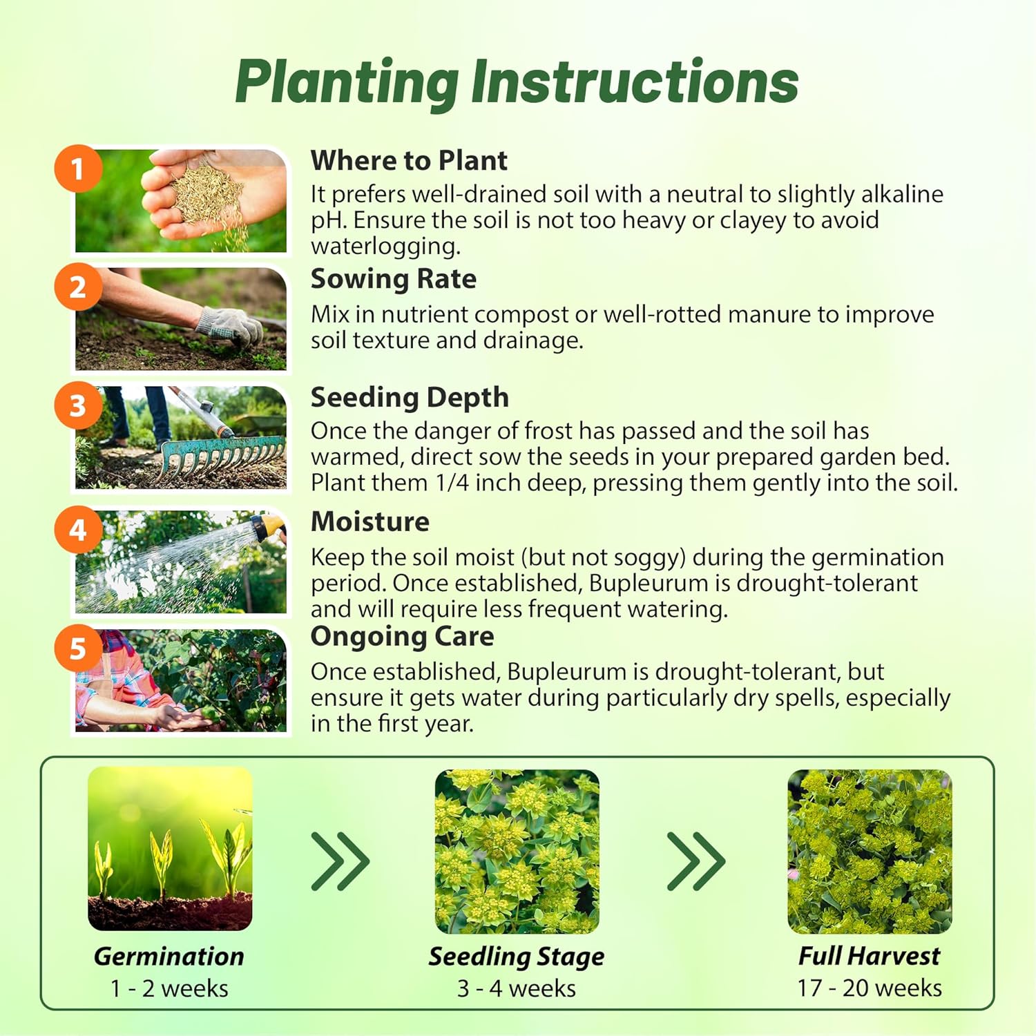 Hare's Ear Flower Seed Planting Directions