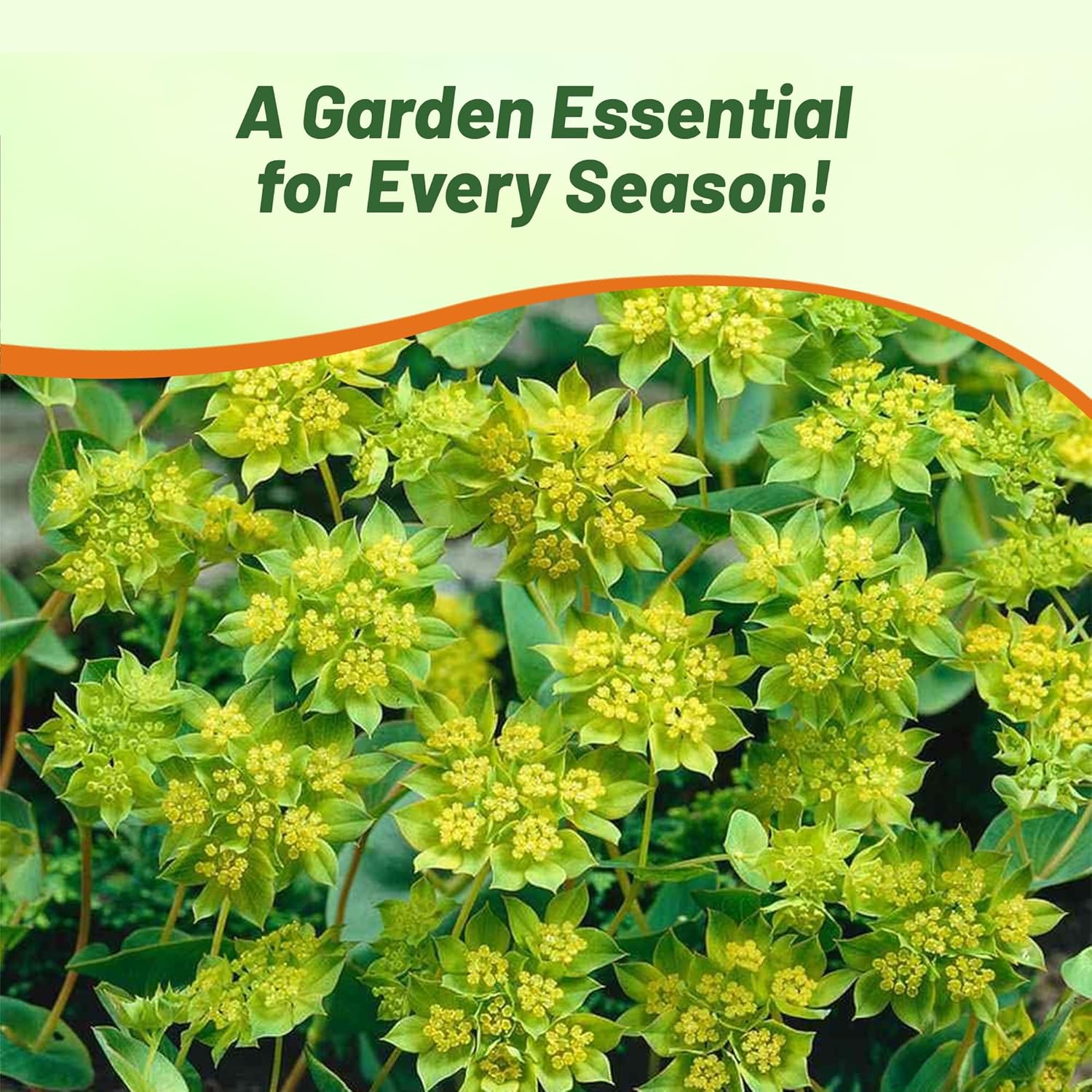 Bupleurum Cut Flower Garden