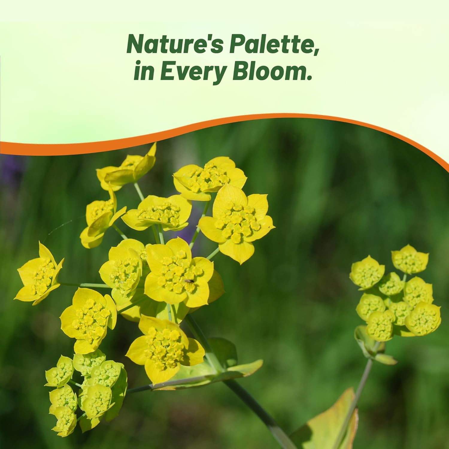 Bupleurum Pollinating Foliage Plants
