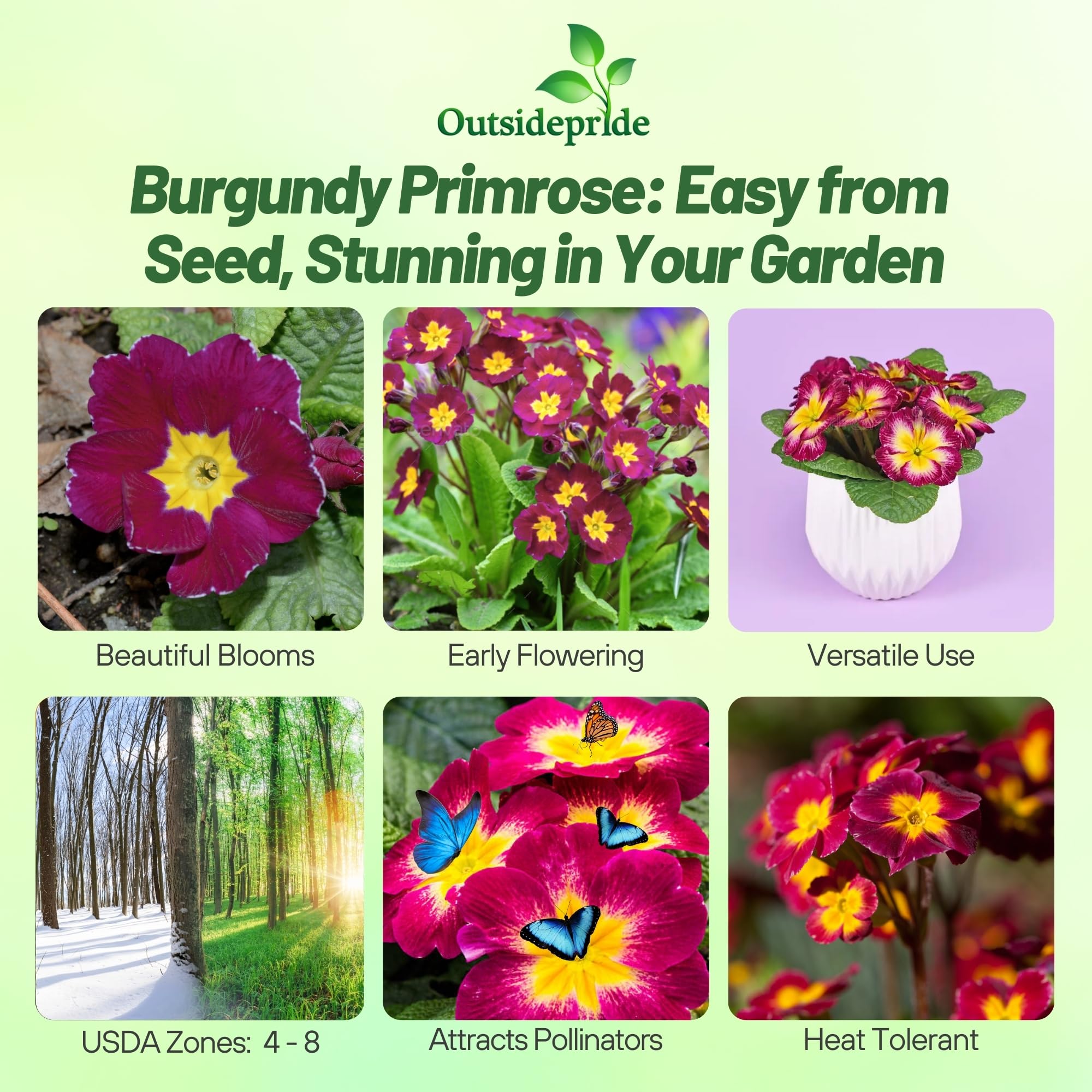 Common Primrose Burgundy Bicolor Flowers
