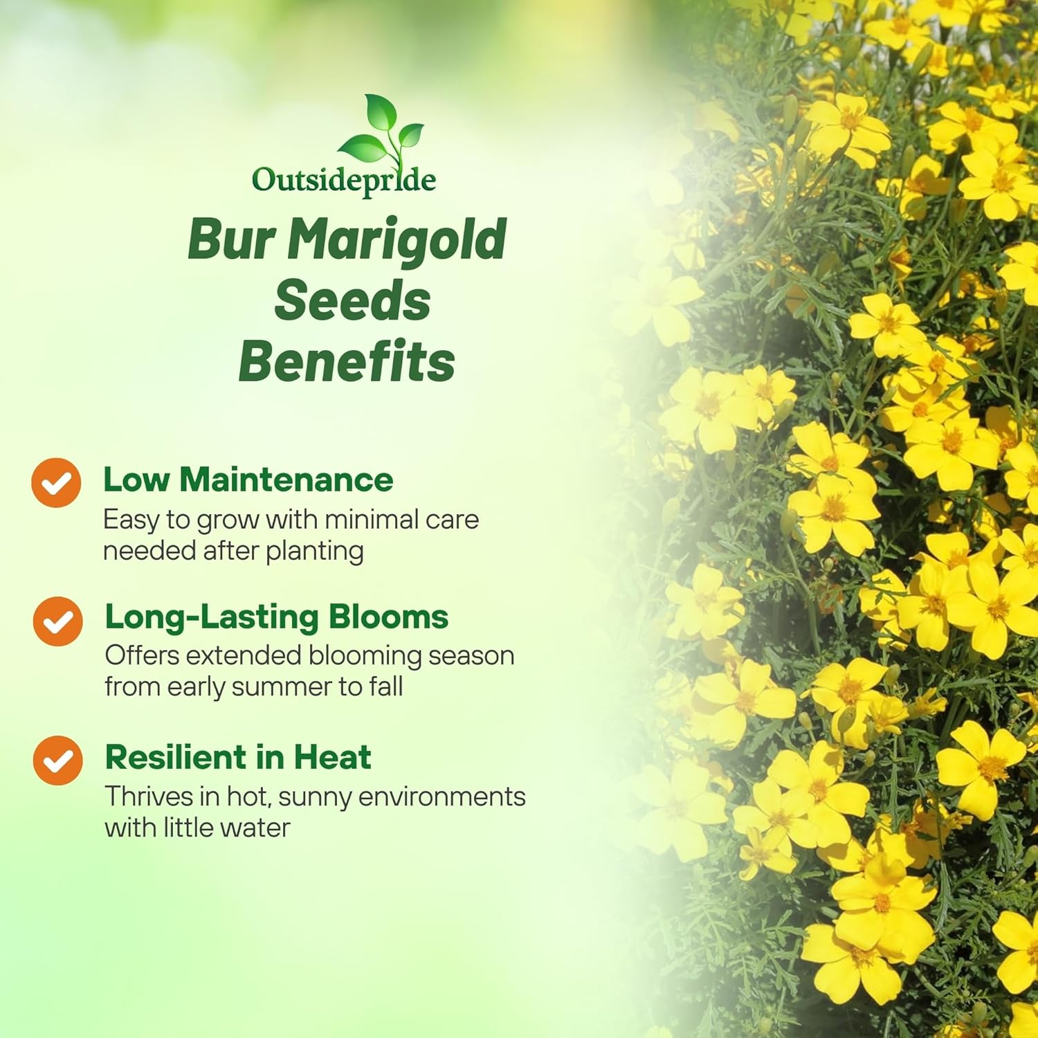 Bur Marigold Yellow Flower Garden
