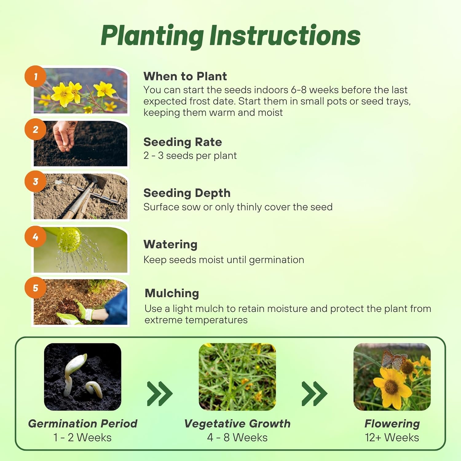 Bur Marigold Flower Seed Planting Directions