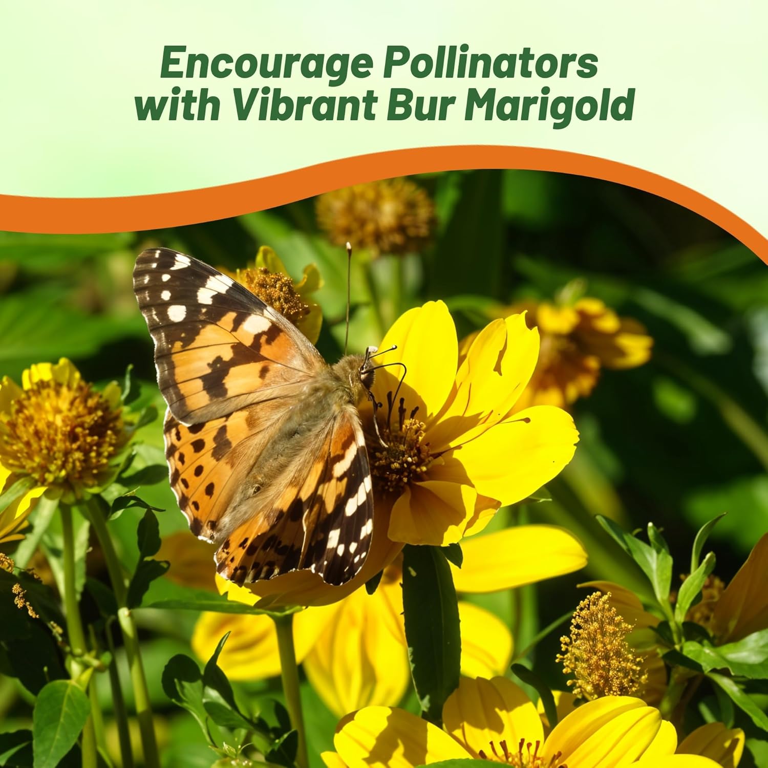 Bur Marigold Pollinating Garden Plants