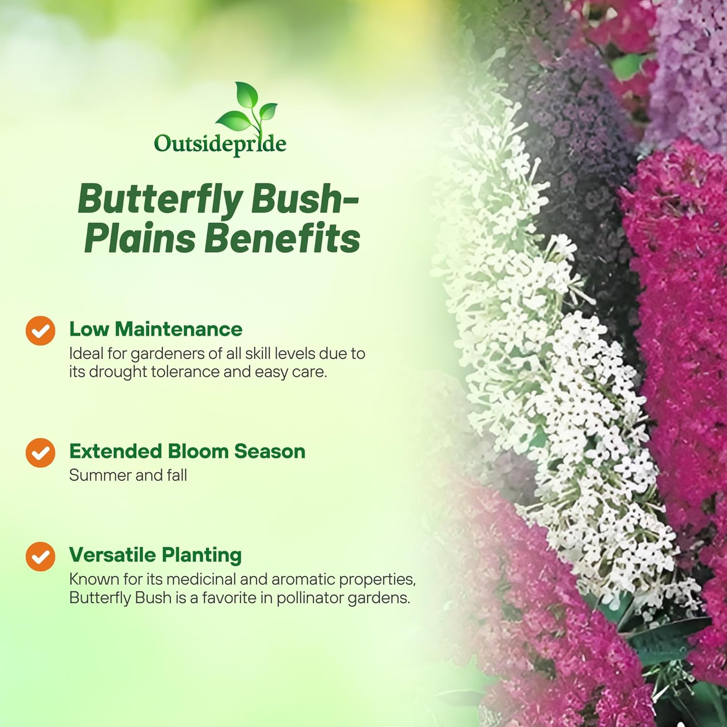 Butterfly Bush Mix Attractant