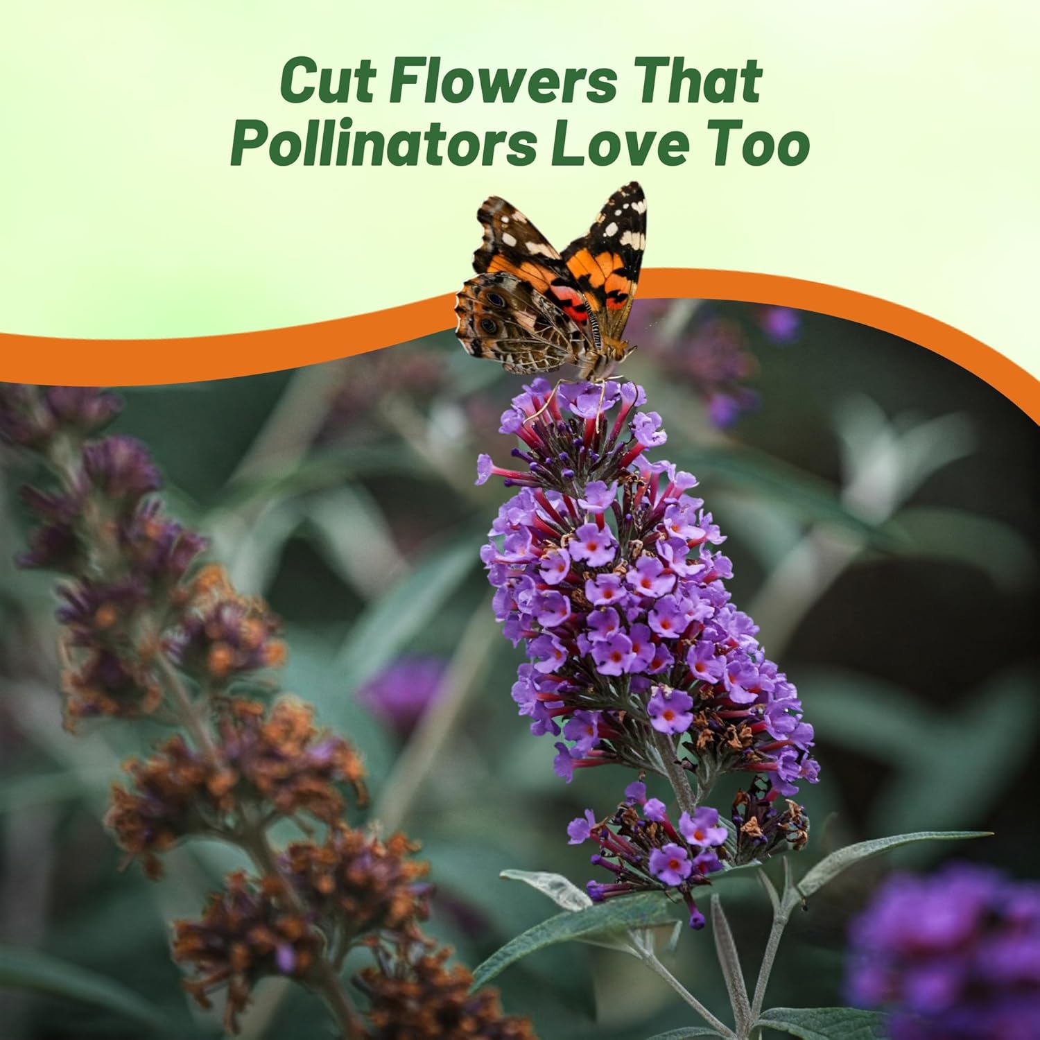 Butterfly Bush Seed Mix