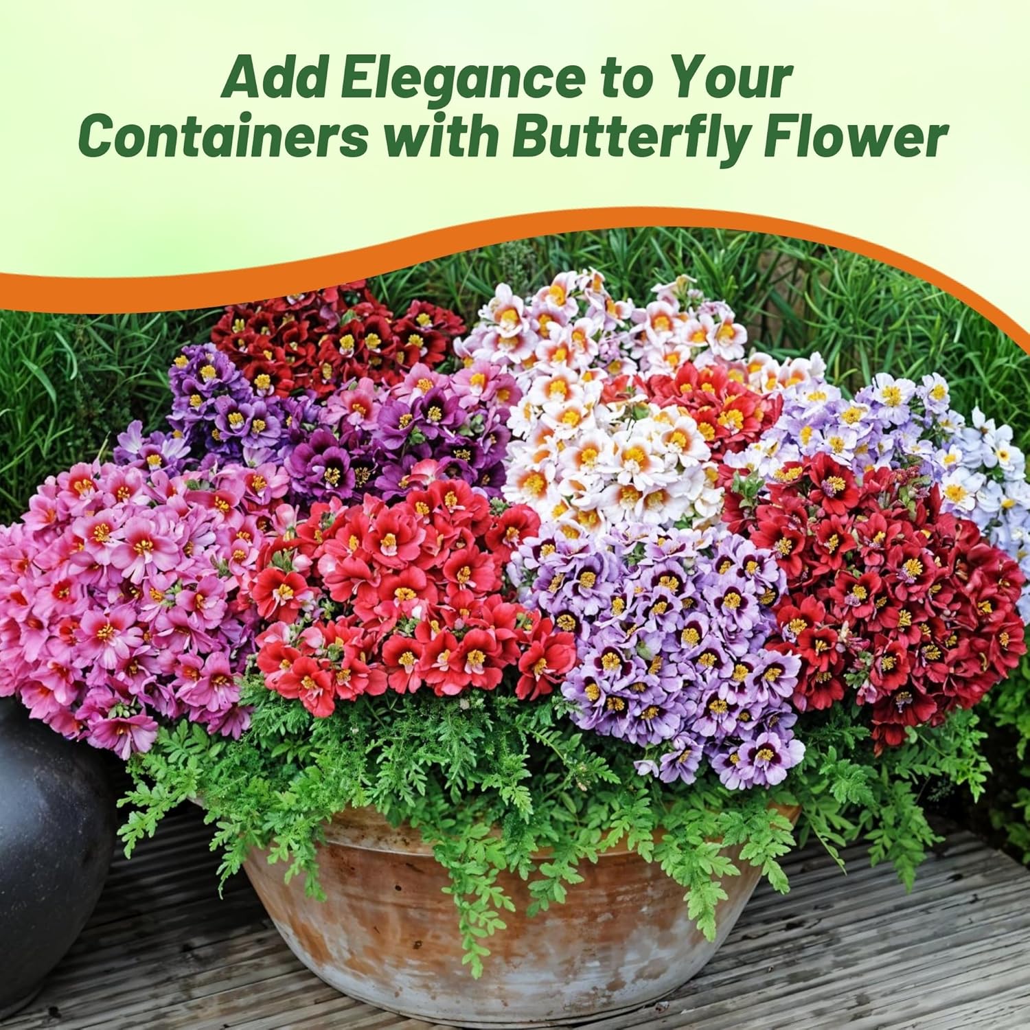 Butterfly Flower Orchid Like Mix